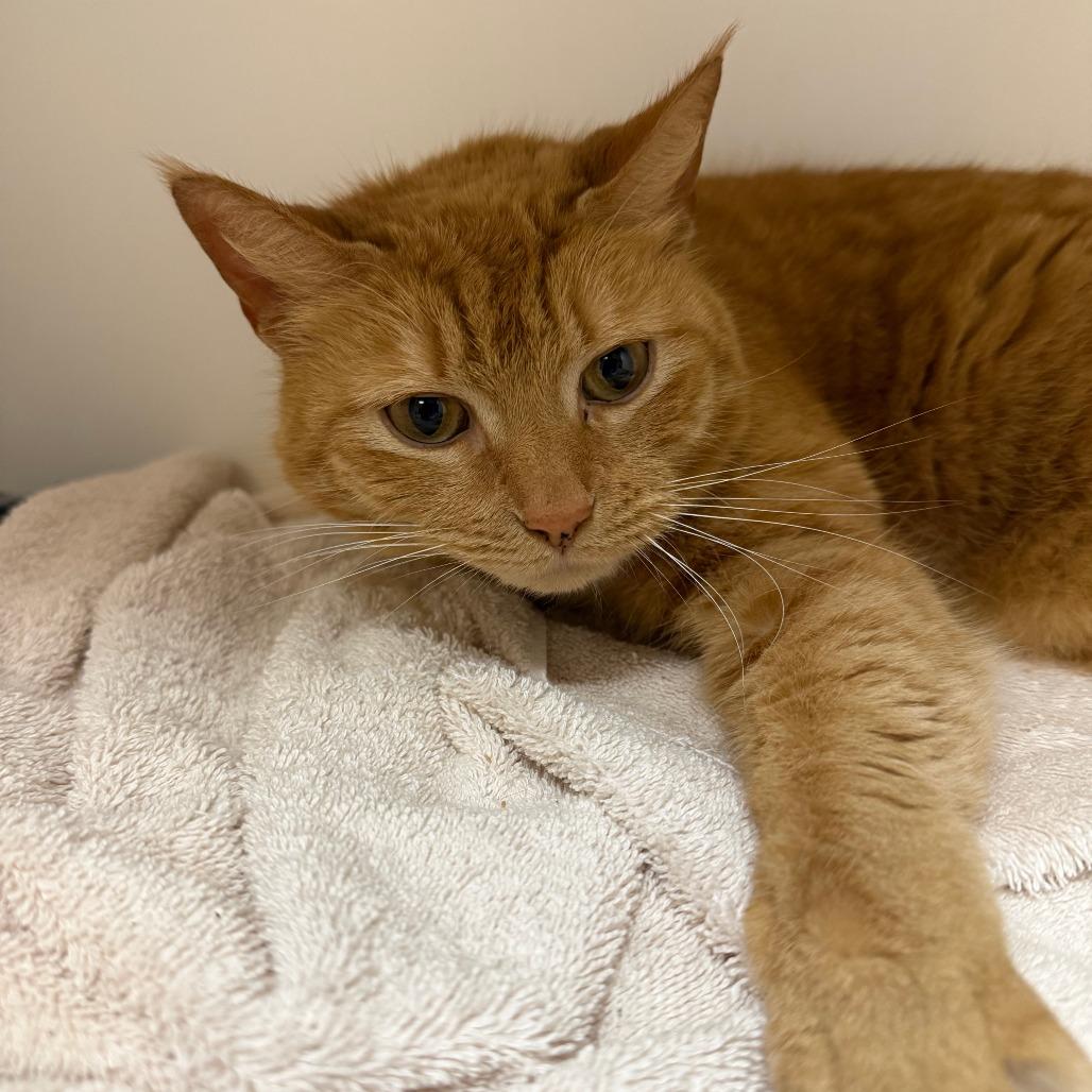 Enlarge Hollar, a Adoptable Domestic Short Hair in Philadelphia, PA image 5/6