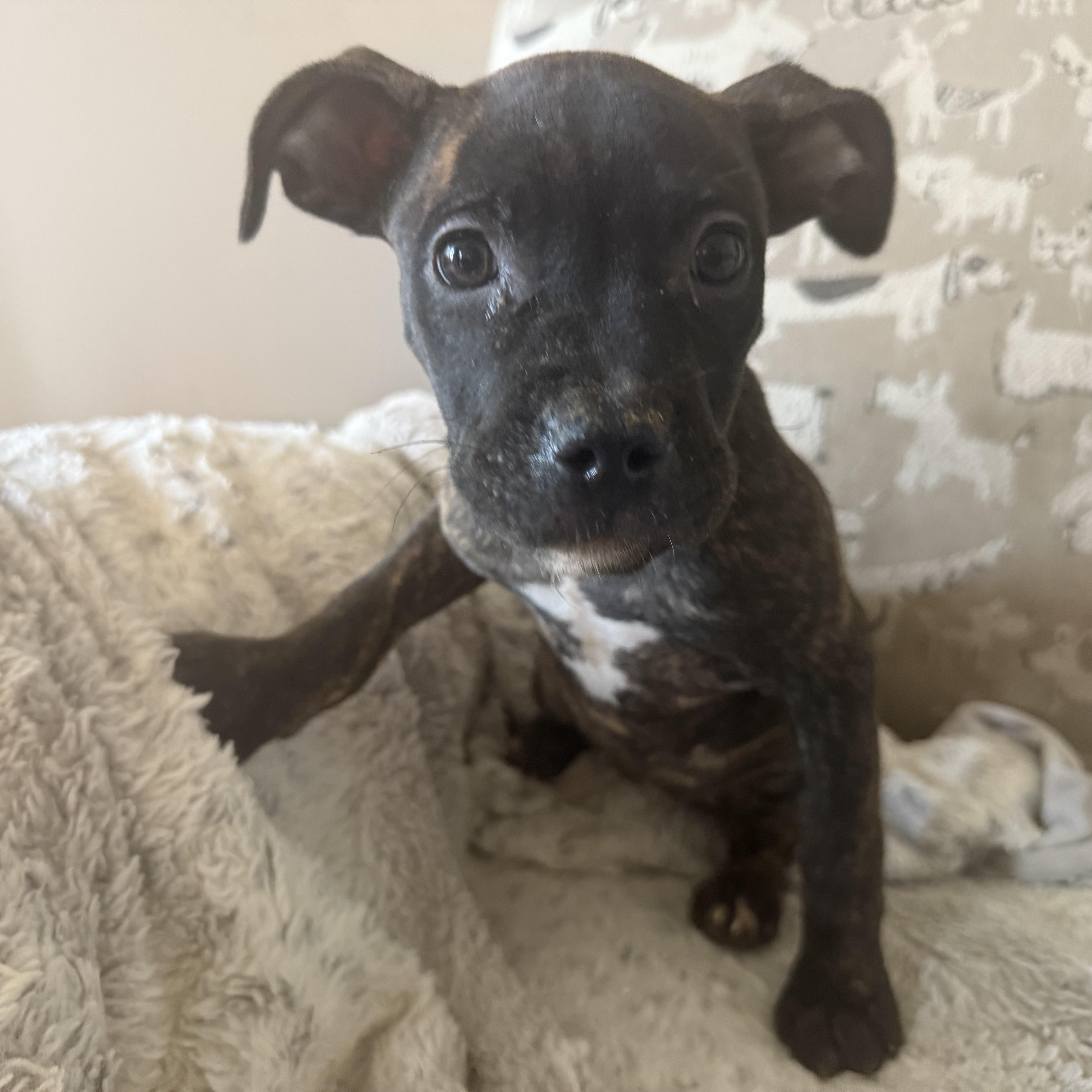 Mocha Bean
