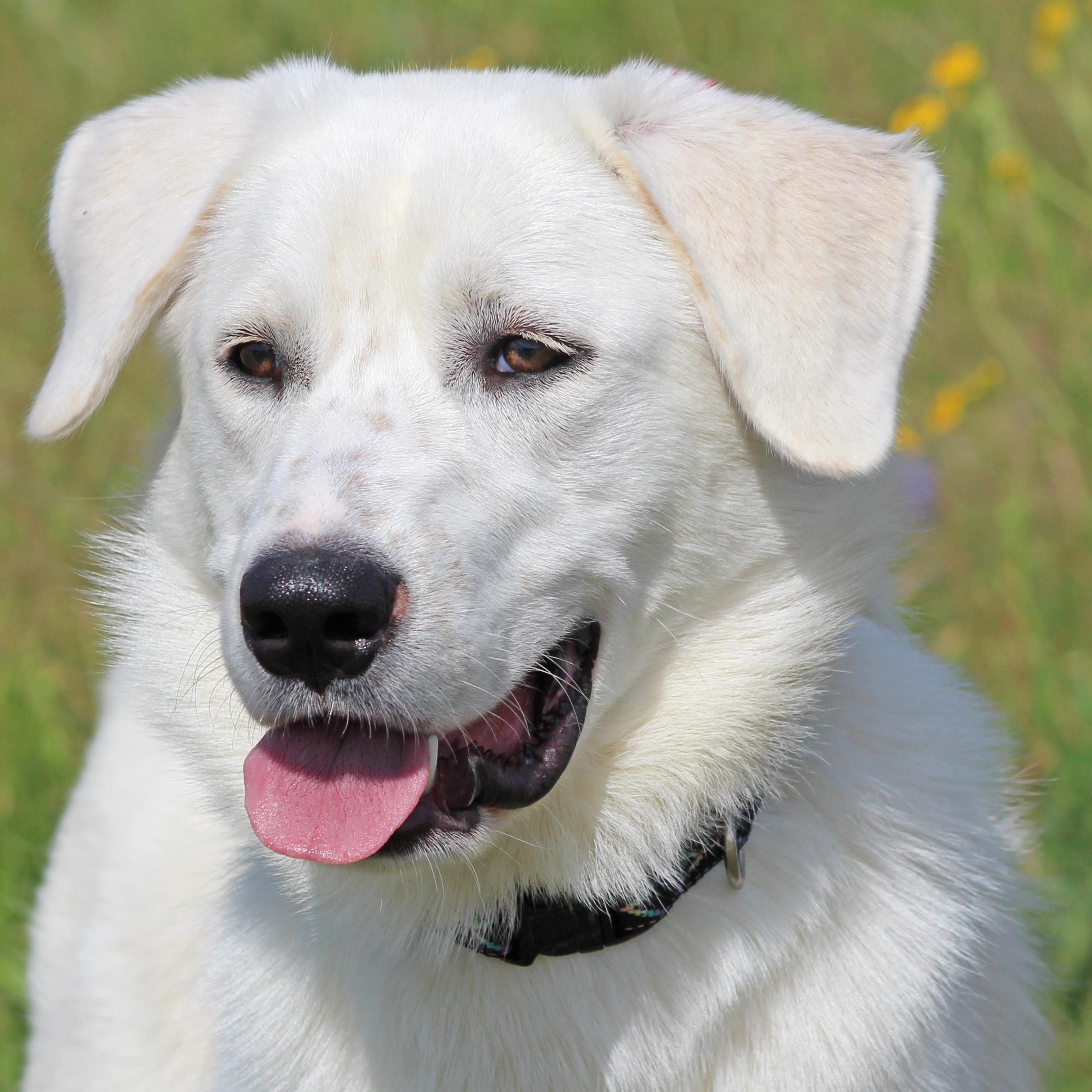 Gibson, an adopted mixed breed in Hamburg, PA image 6/6