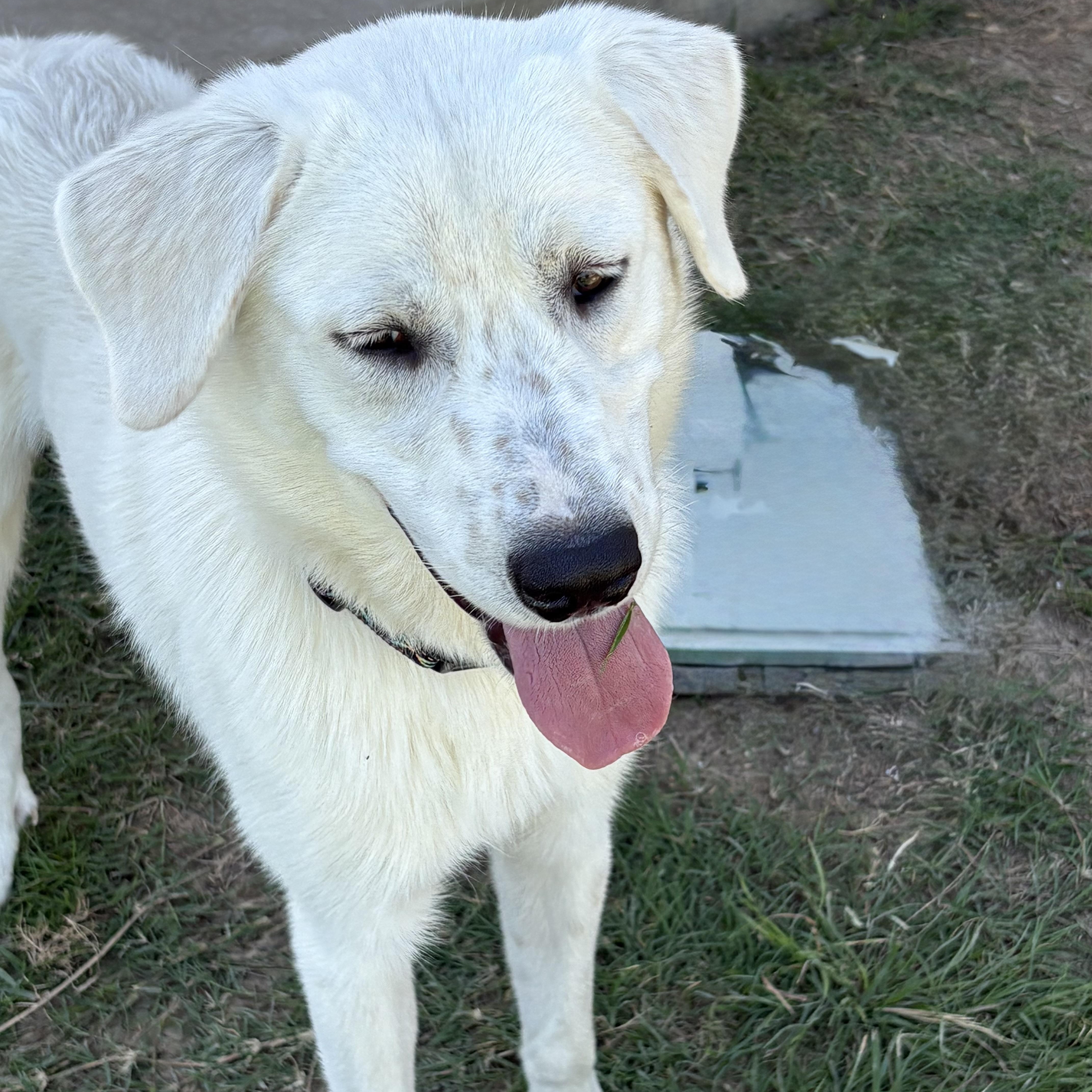 Gibson, an adopted mixed breed in Hamburg, PA image 4/6