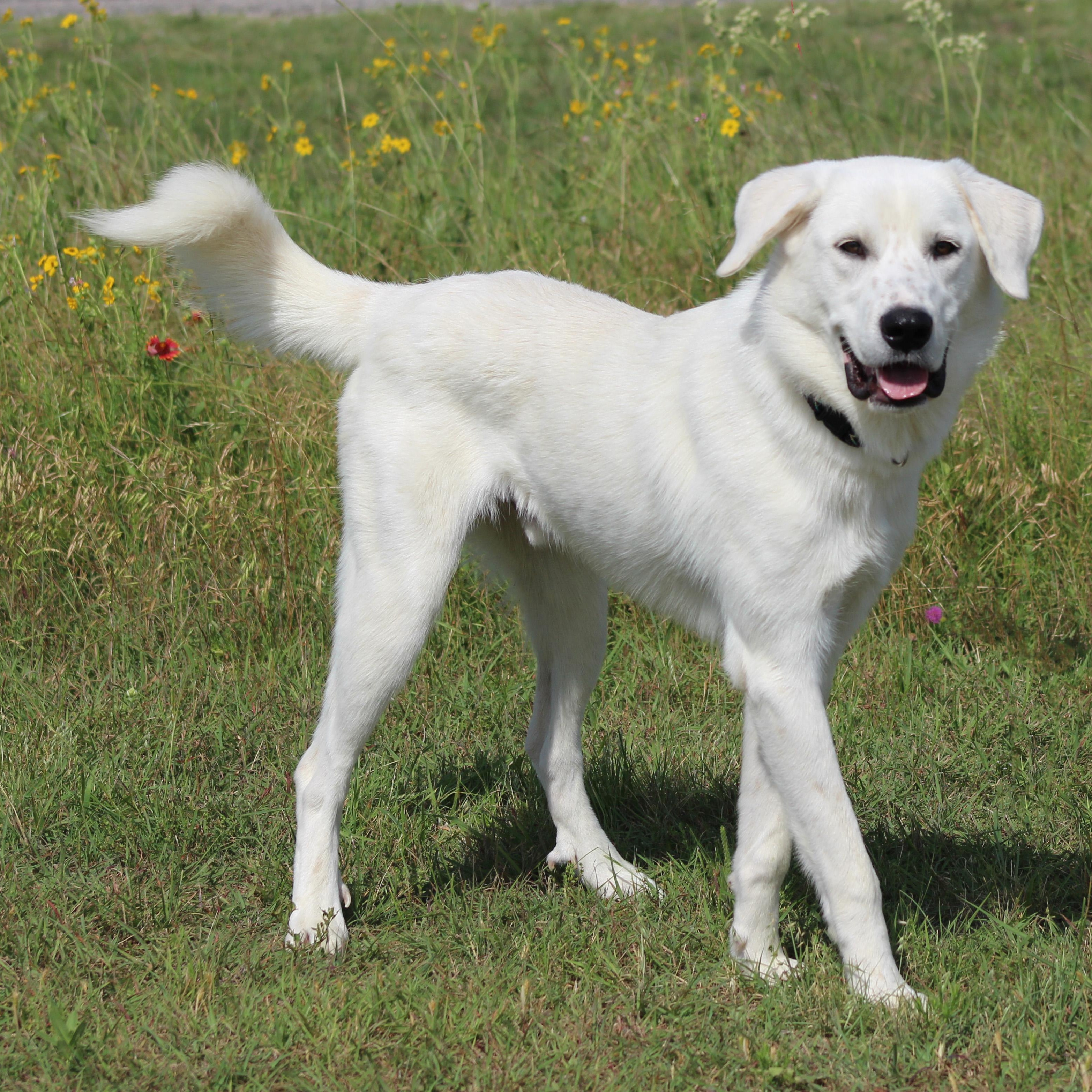 Gibson, an adopted mixed breed in Hamburg, PA image 3/6