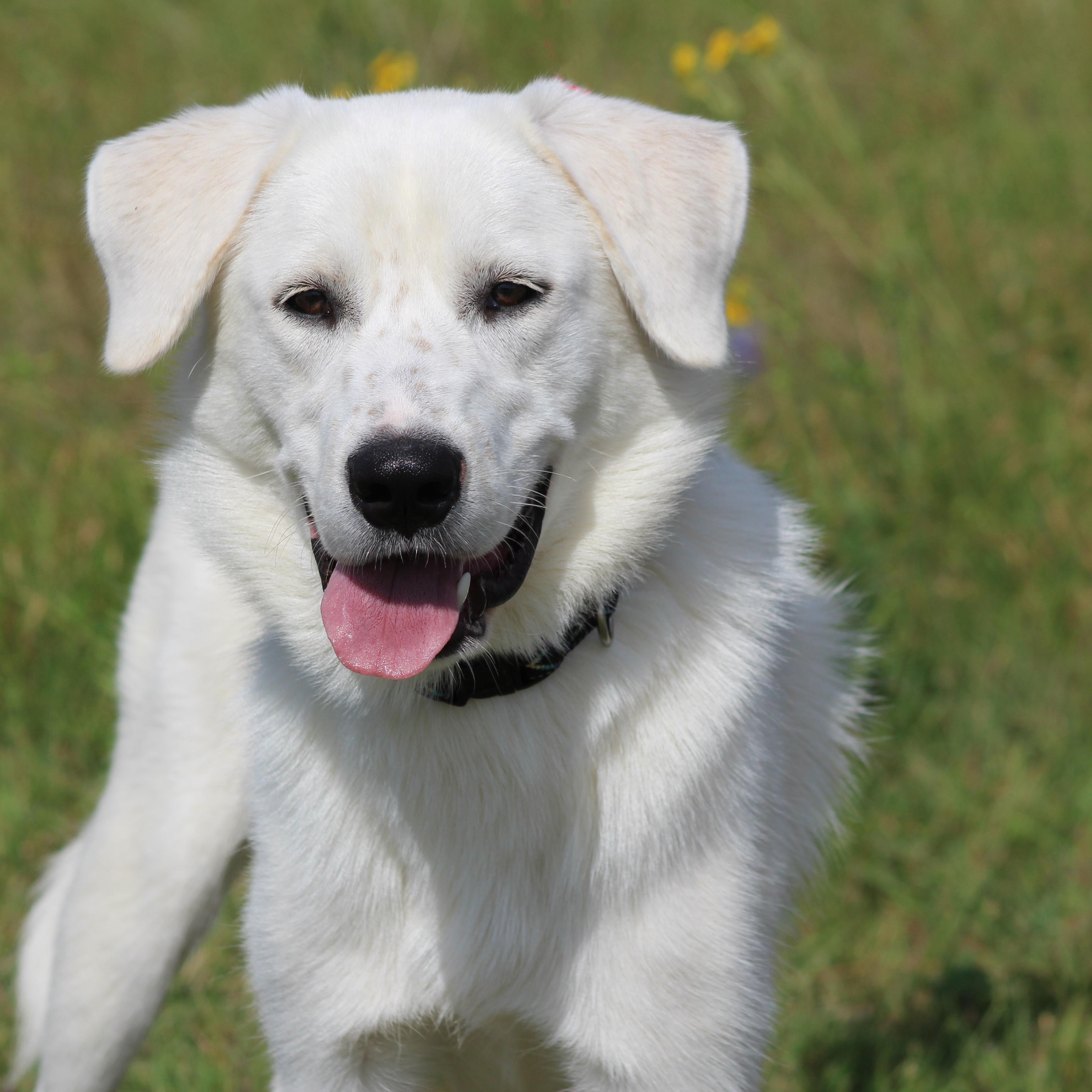 Gibson, an adopted mixed breed in Hamburg, PA image 1/6