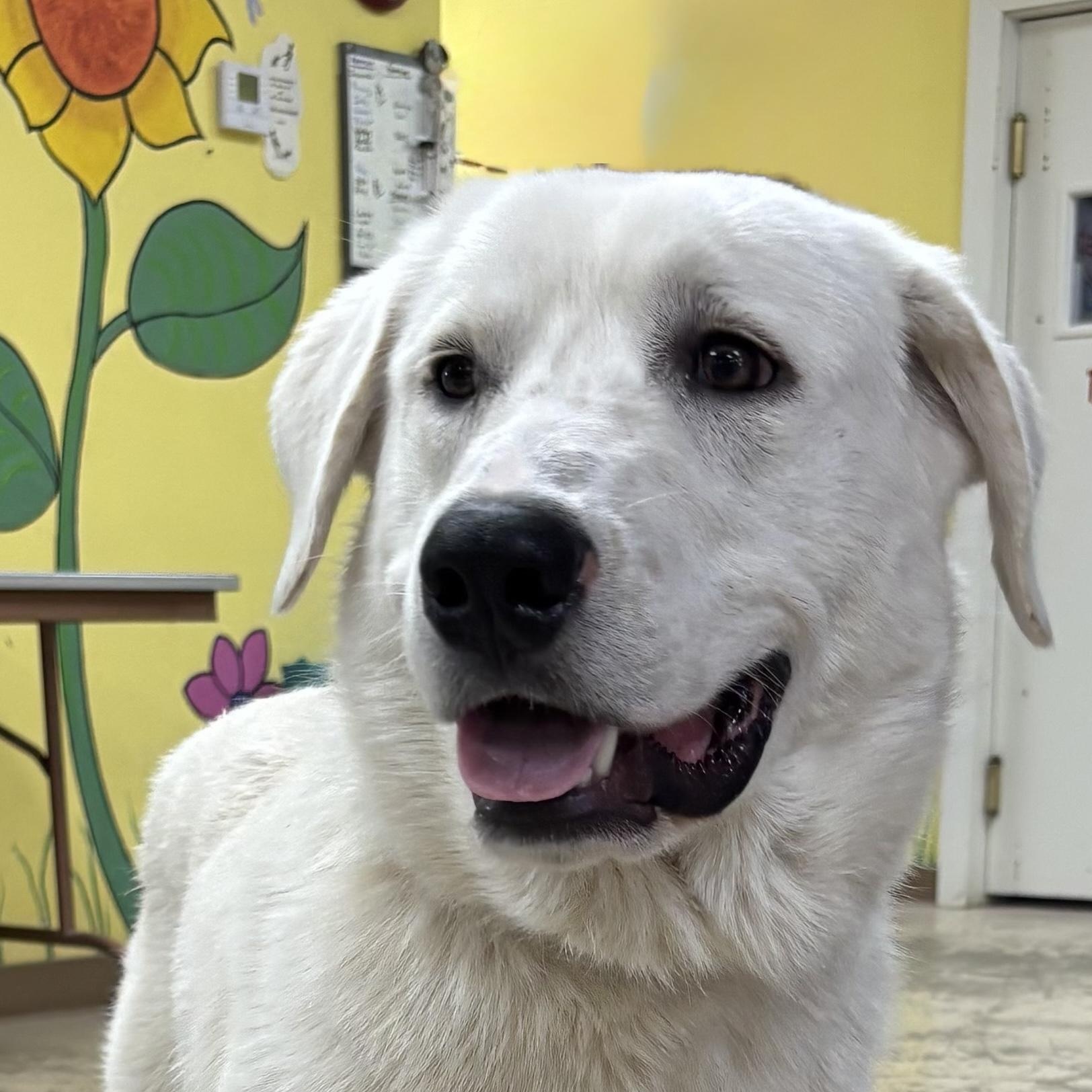 Gibson, an adopted mixed breed in Hamburg, PA image 2/6
