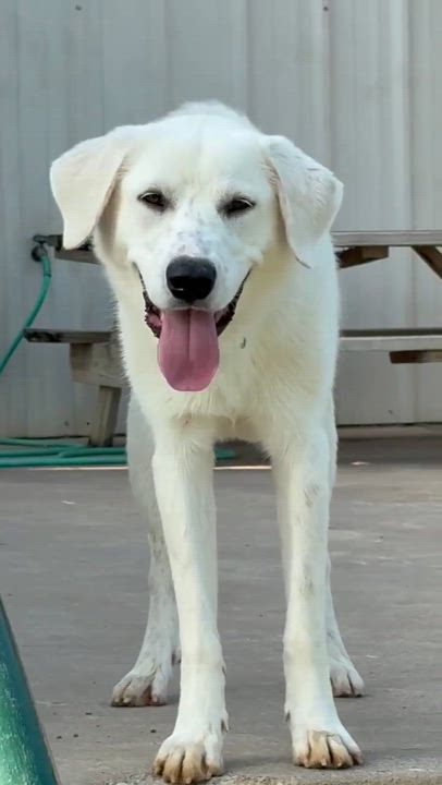 Enlarge Gibson, an adopted mixed breed in Hamburg, PA video 5/6