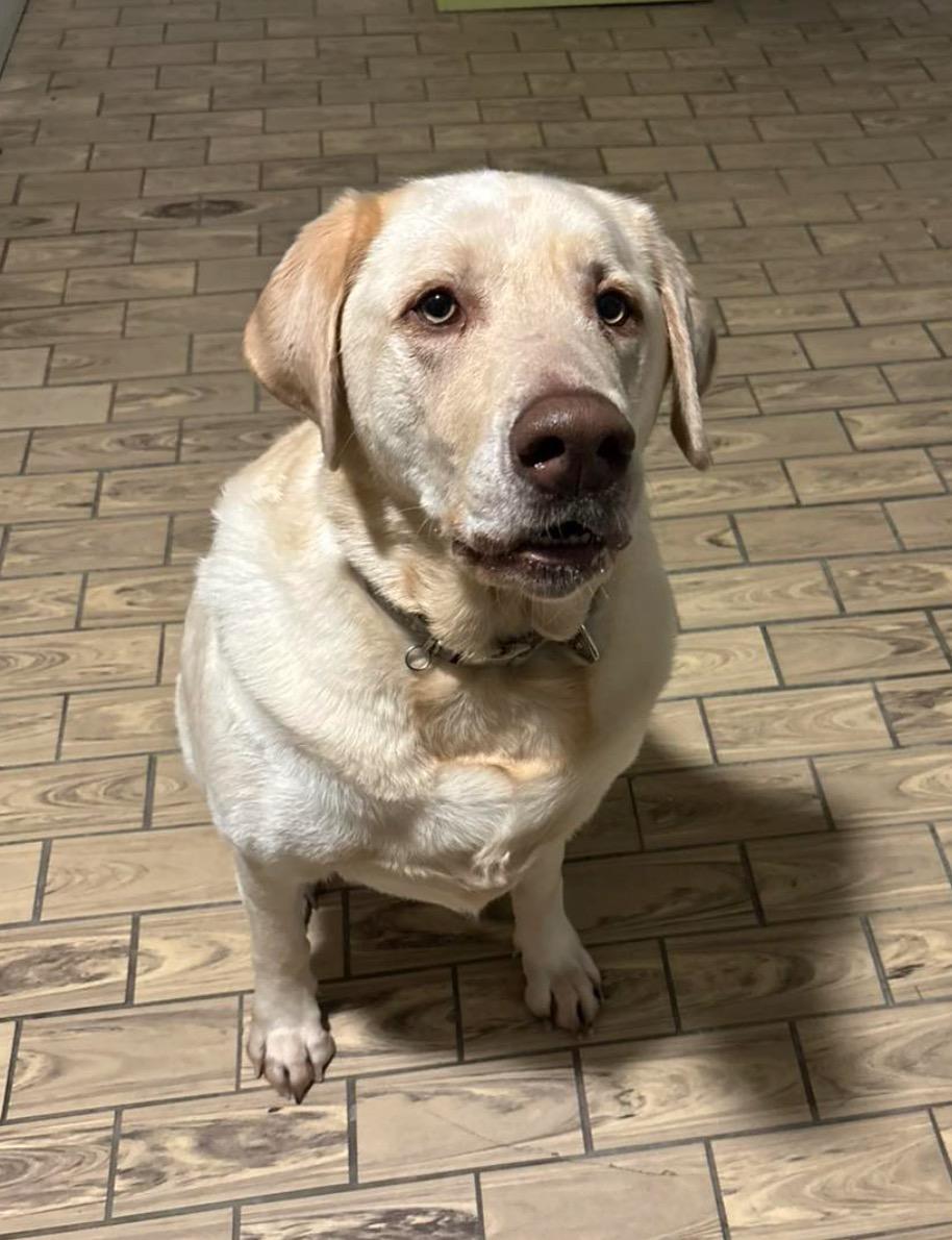 Enlarge Charlie, a ADOPTABLE Yellow Labrador Retriever in Port Jefferson Station, NY image 2/2
