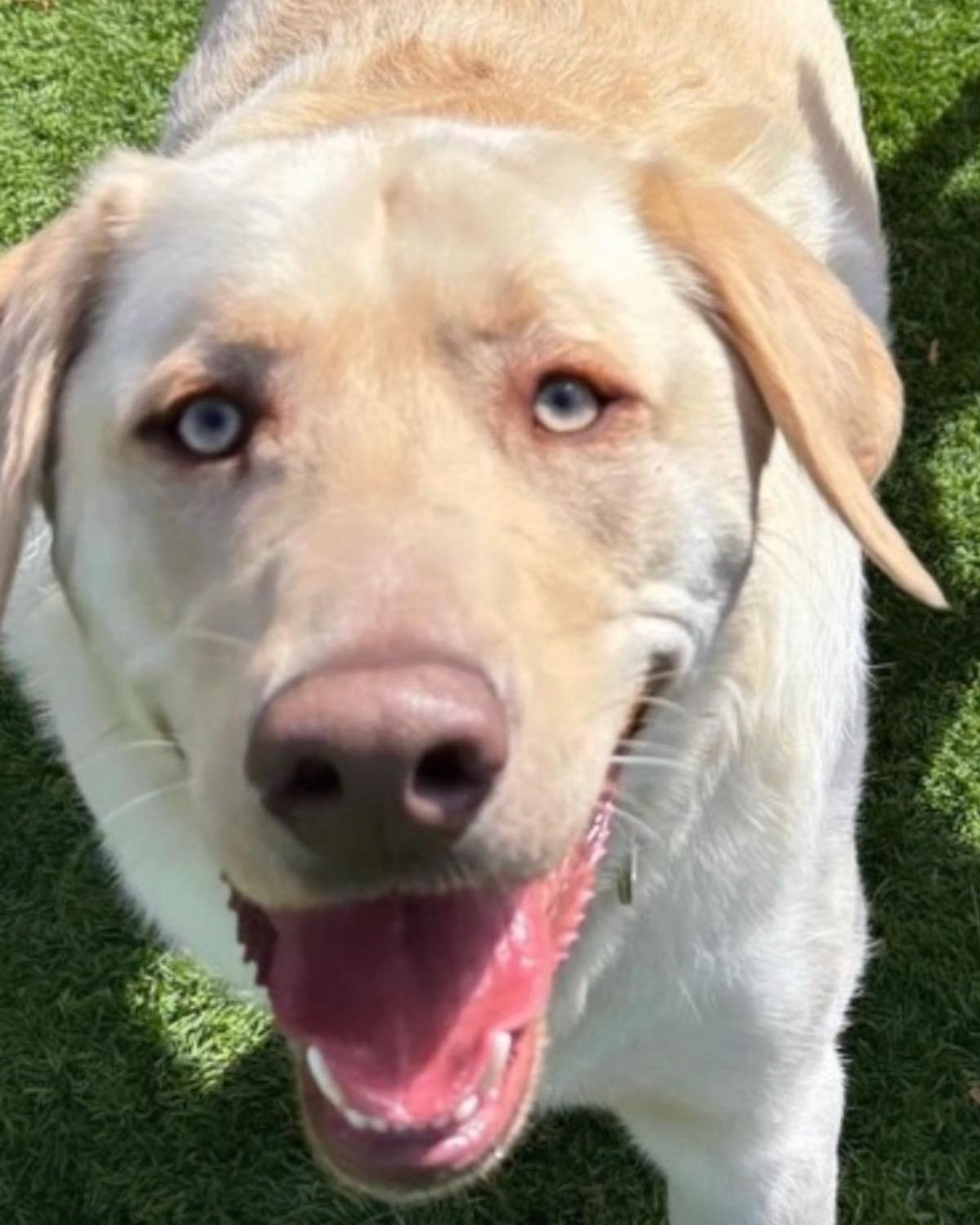 Enlarge Charlie, a ADOPTABLE Yellow Labrador Retriever in Port Jefferson Station, NY image 1/2