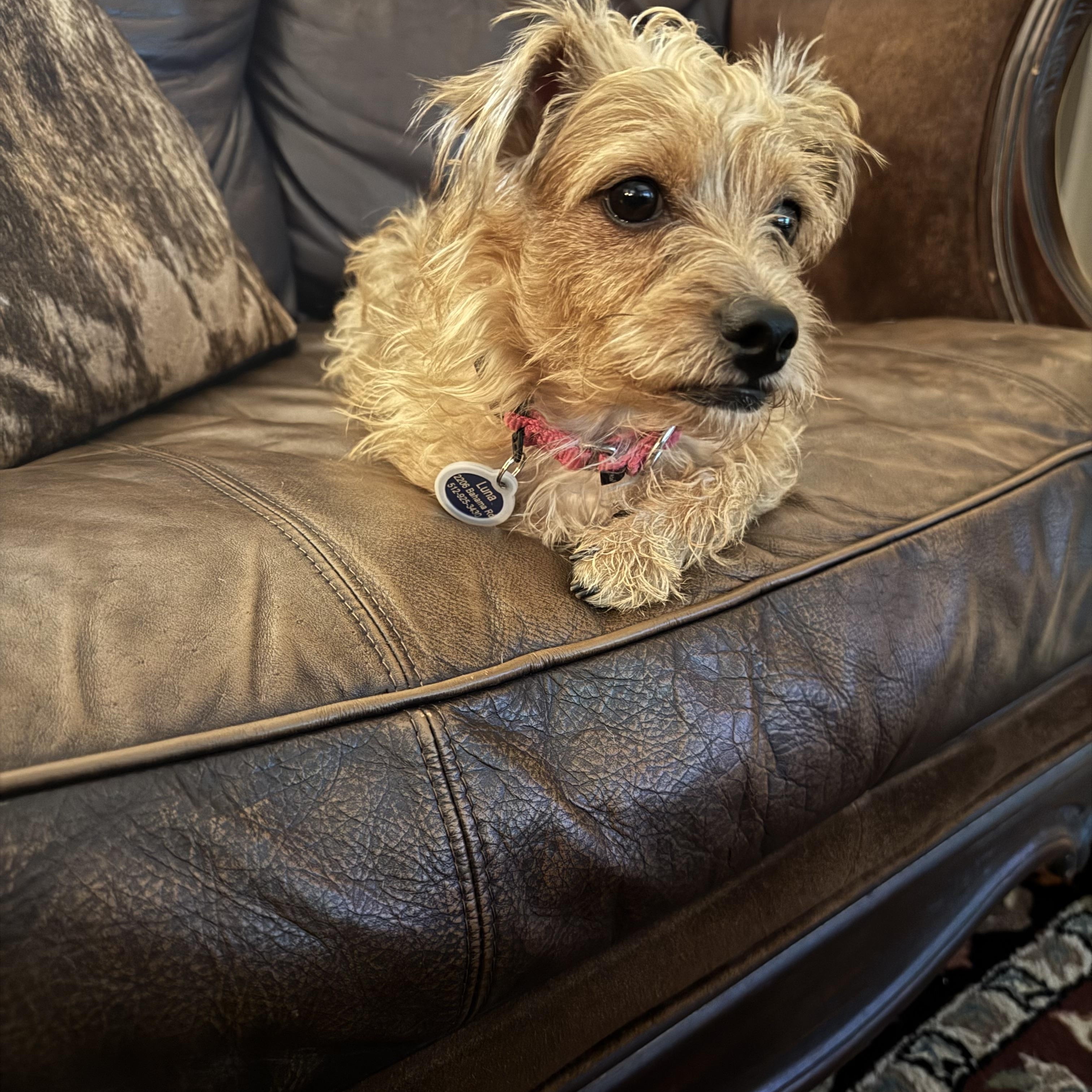 Enlarge Noodles, a Adoptable mixed breed in Pflugerville, TX image 3/3