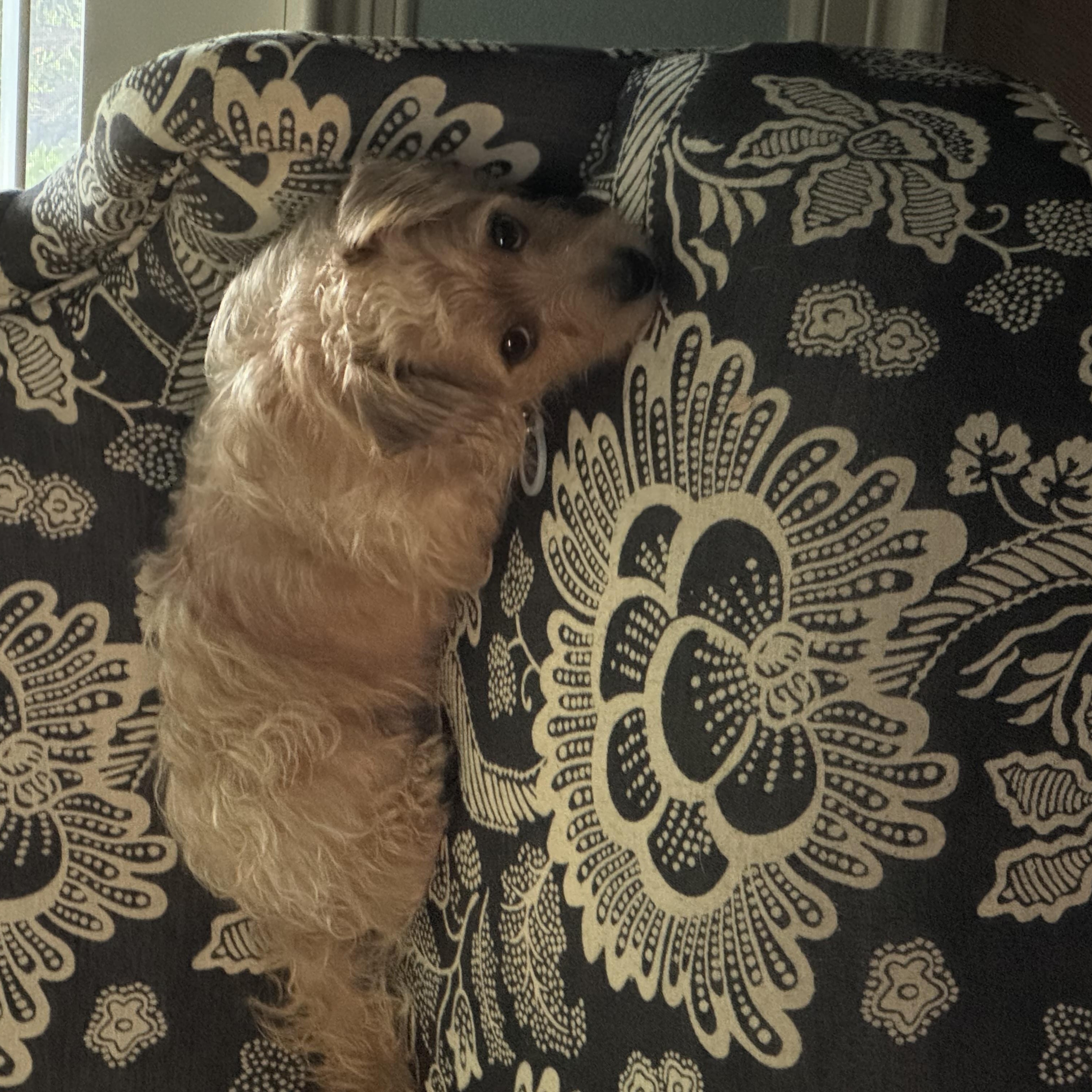 Enlarge Noodles, a Adoptable mixed breed in Pflugerville, TX image 2/3