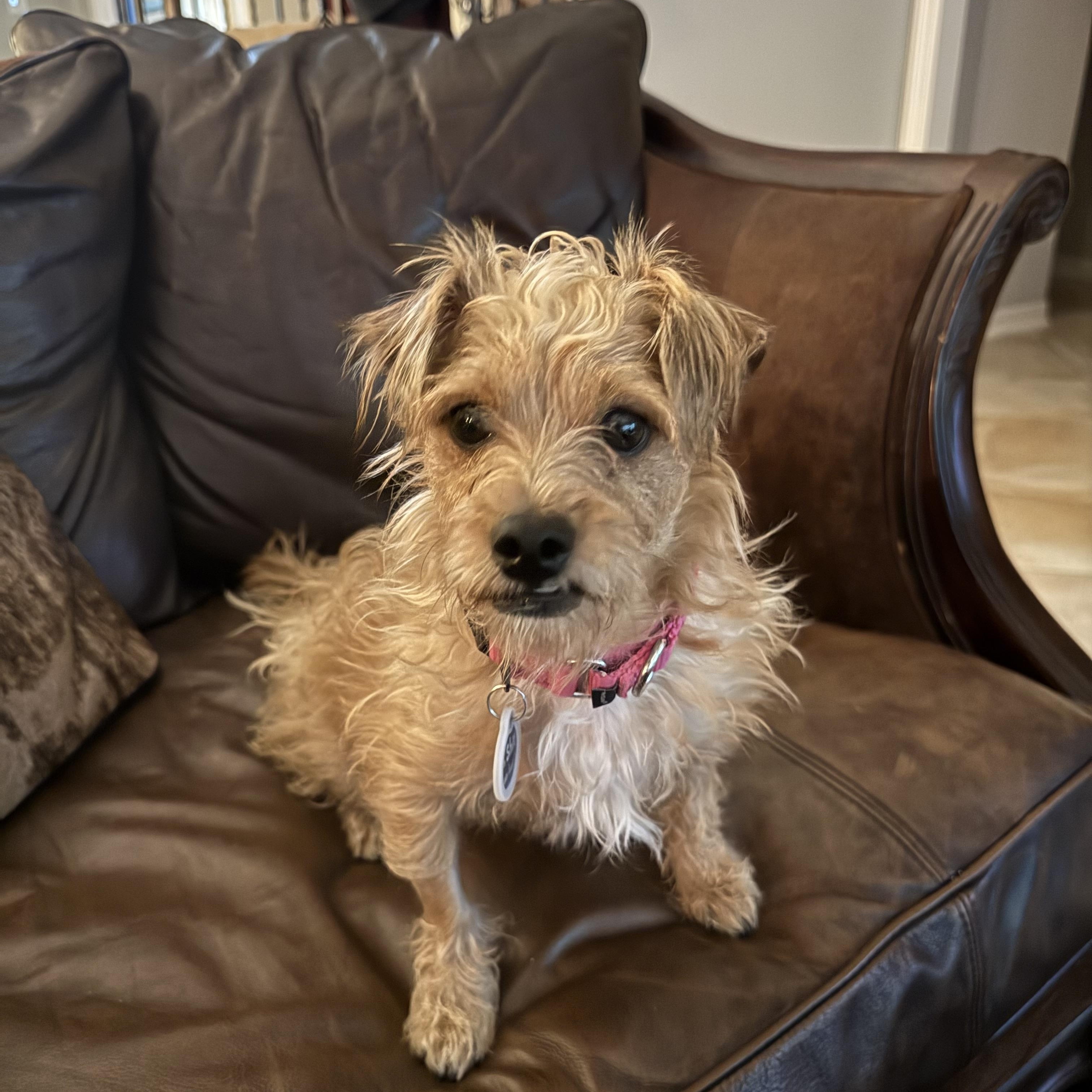 Noodles, Adoptable, Young Male Yorkshire Terrier.