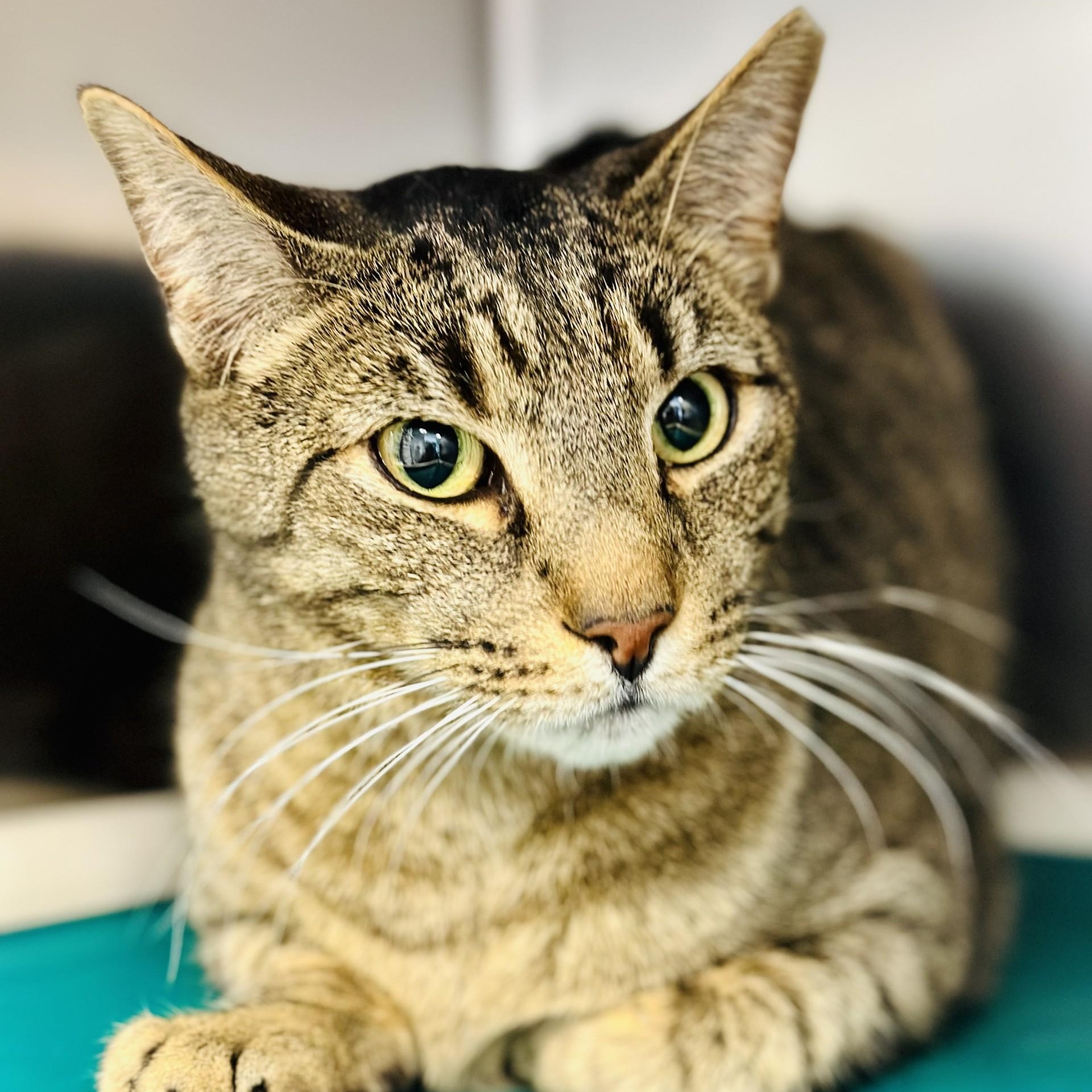 Mason , ADOPTABLE, Adult Male Domestic Short Hair.