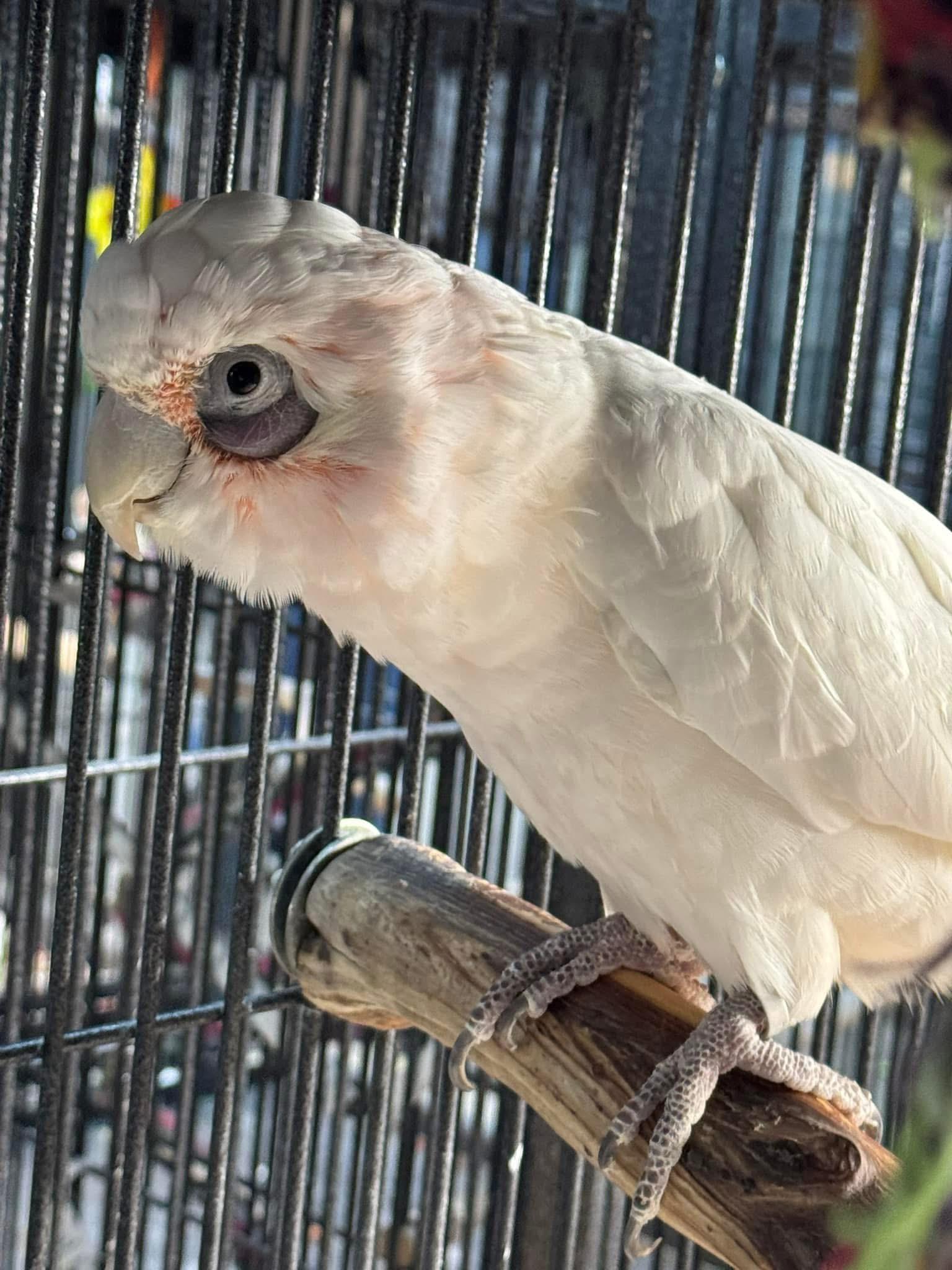 Baby, Adoptable, Adult Male Cockatoo.