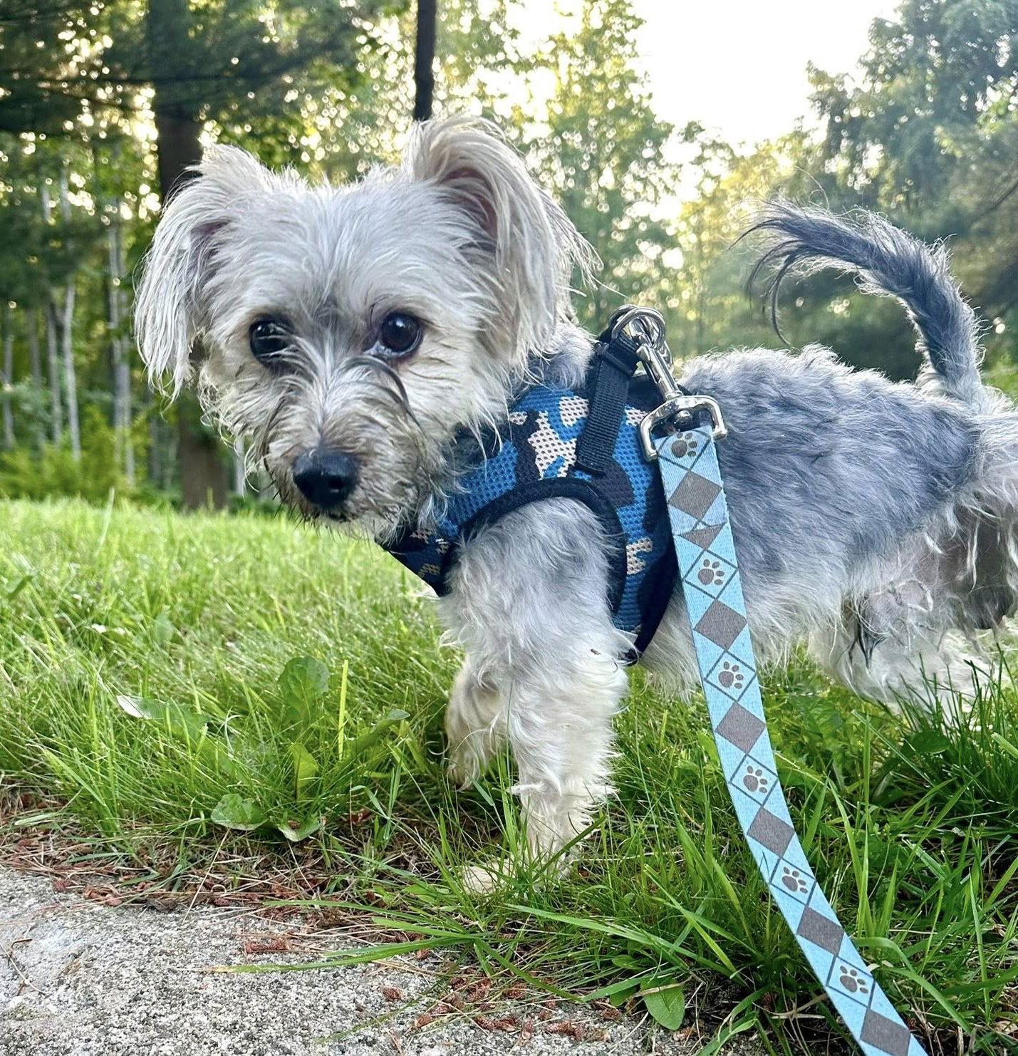 Dougie, a Adopted mixed breed in Chester, NJ image 1/3