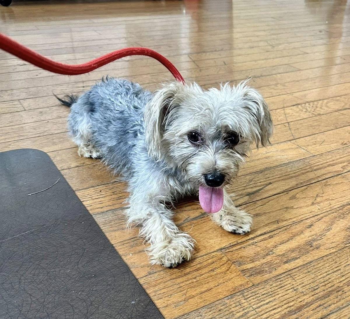 Dougie, a Adopted mixed breed in Chester, NJ image 2/3