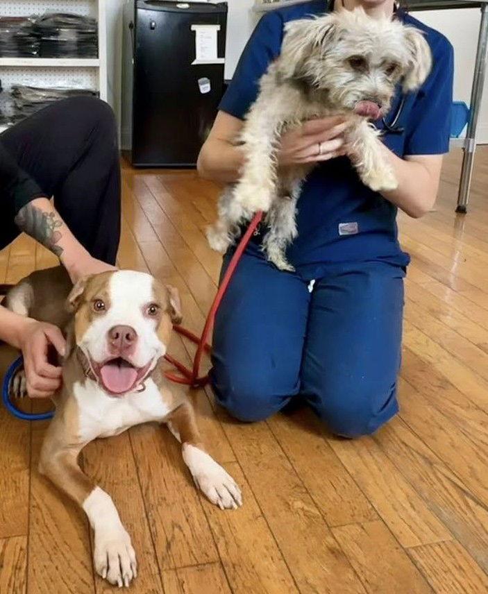 Dougie, a Adopted mixed breed in Chester, NJ image 3/3