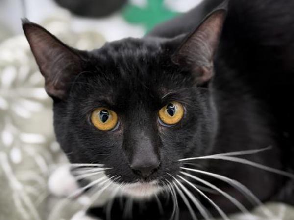 Hemlock — thumbnail 2