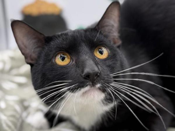 Hemlock — thumbnail 3