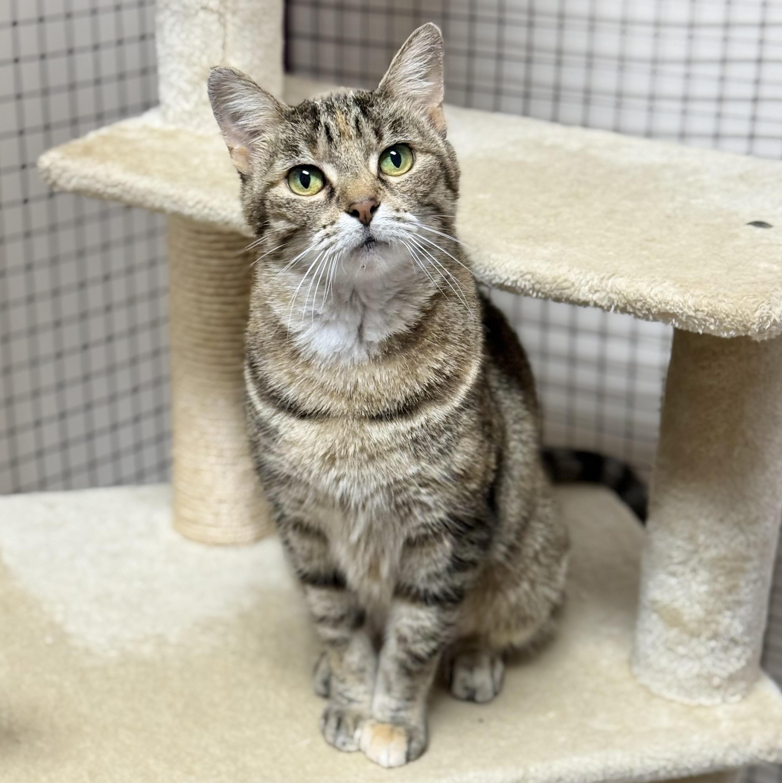Enlarge Pebbles, a ADOPTABLE Domestic Short Hair in Collierville, TN image 3/6
