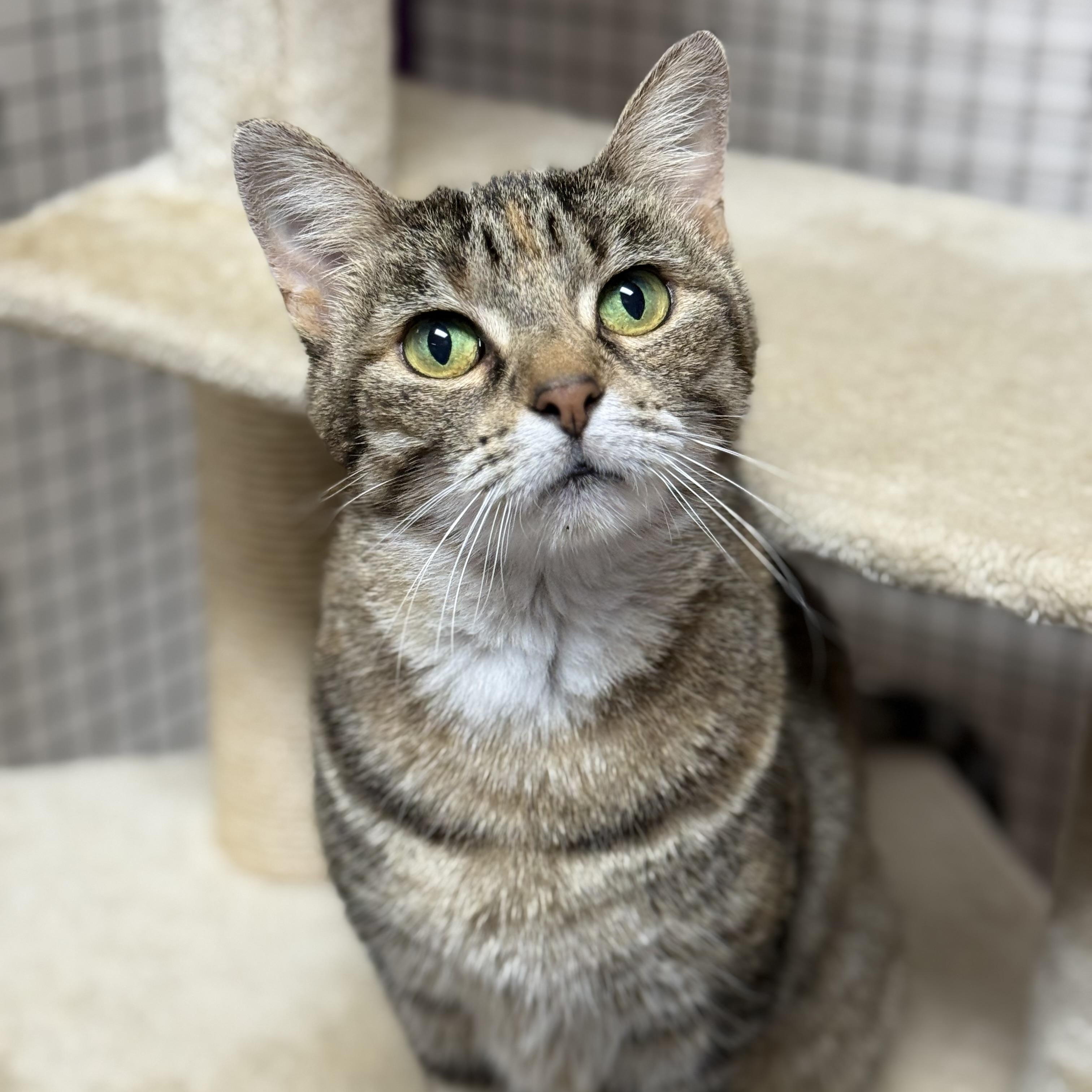 Enlarge Pebbles, a ADOPTABLE Domestic Short Hair in Collierville, TN image 4/6