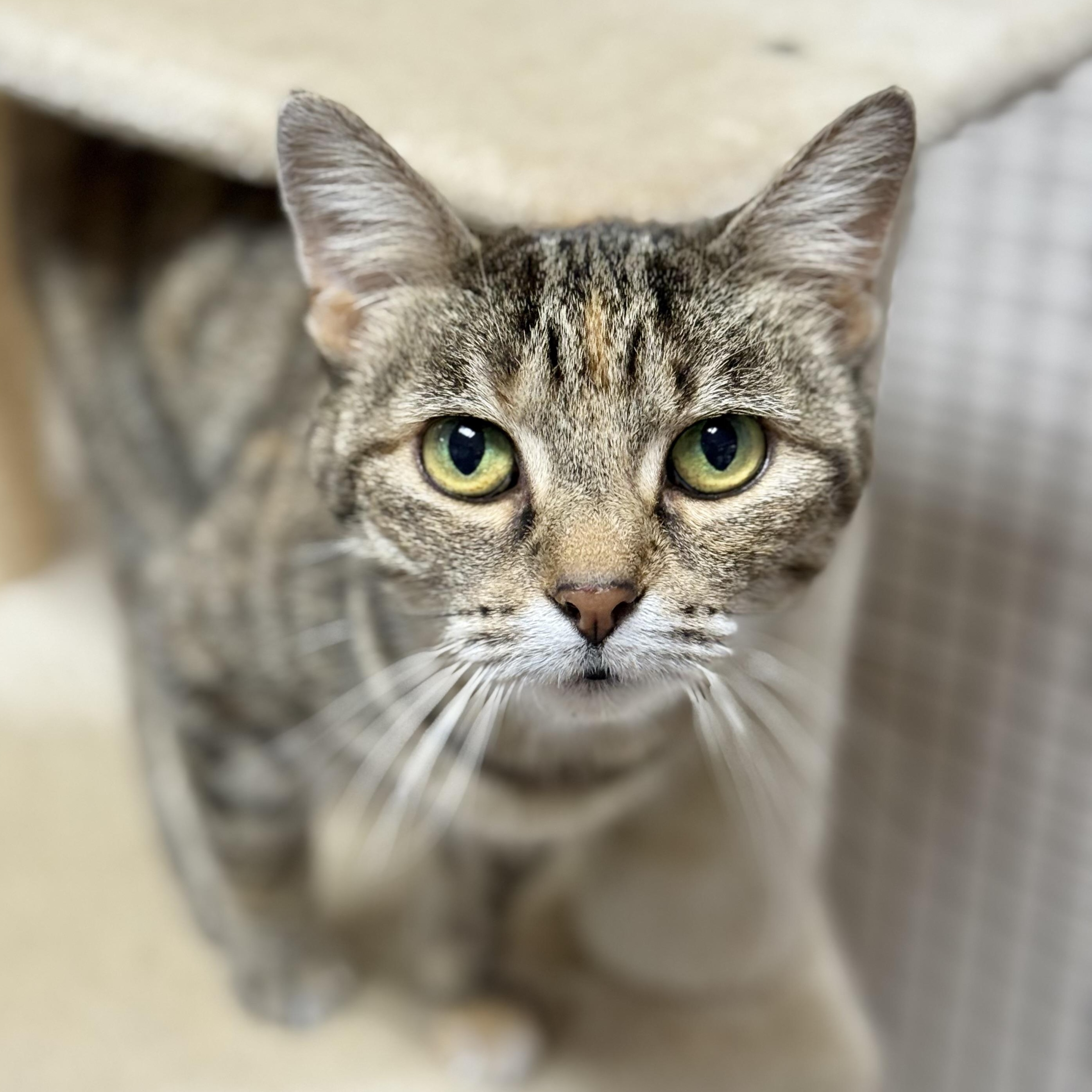 Enlarge Pebbles, a ADOPTABLE Domestic Short Hair in Collierville, TN image 2/6