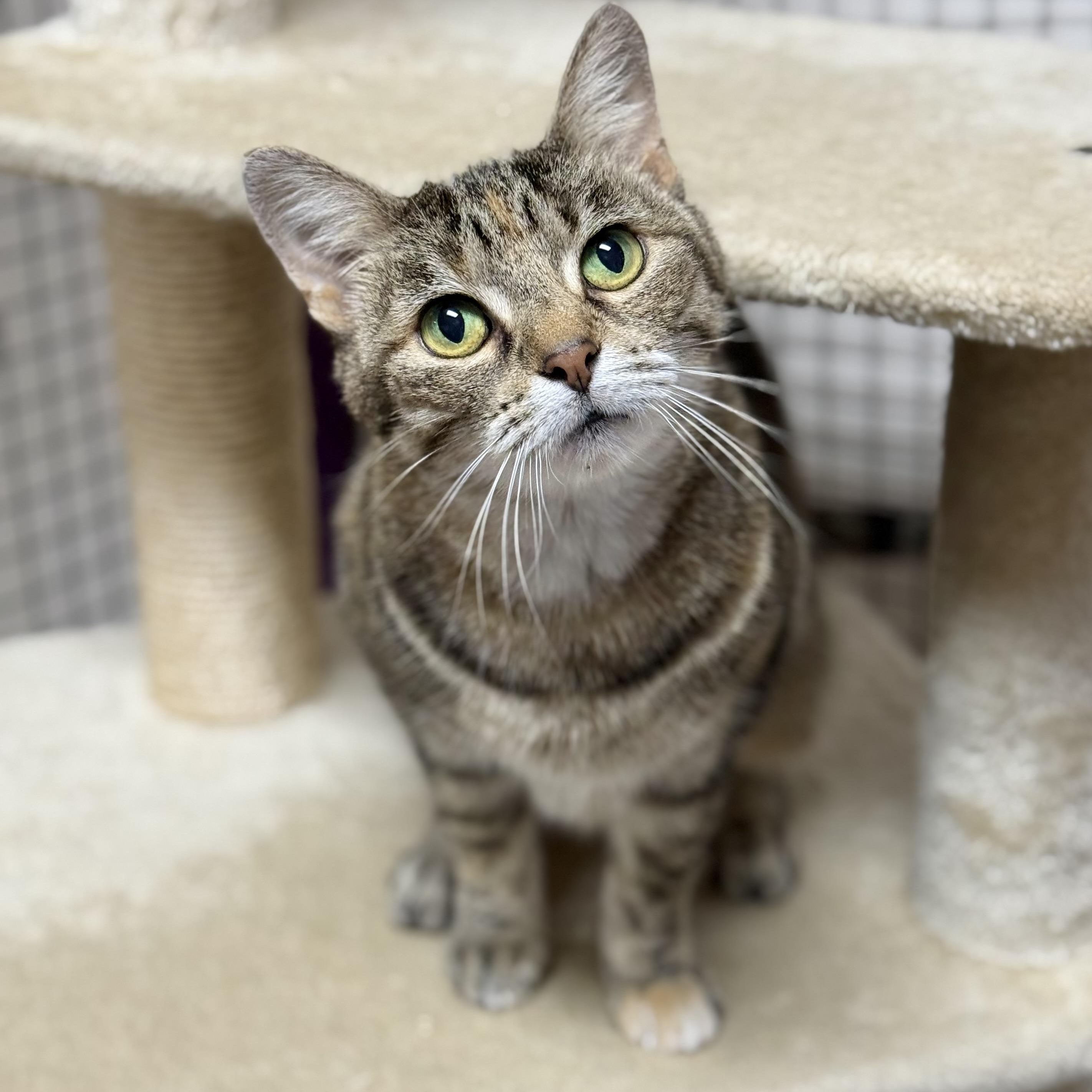 Pebbles, ADOPTABLE, Adult Female Domestic Short Hair.