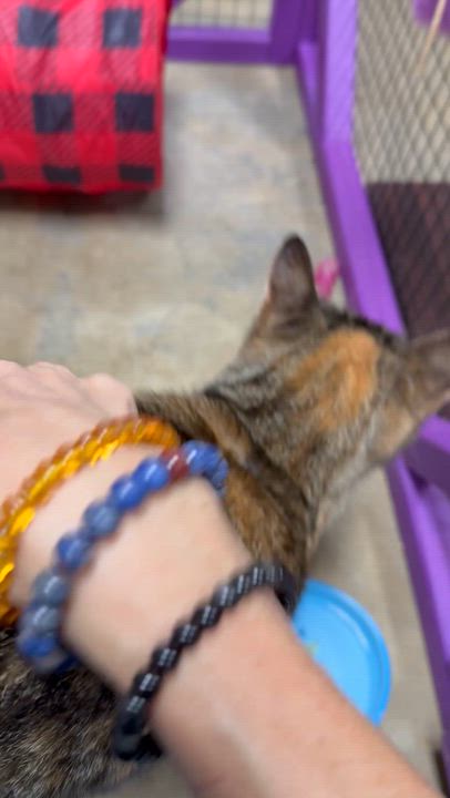 Enlarge Pebbles, a ADOPTABLE Domestic Short Hair in Collierville, TN video 5/6