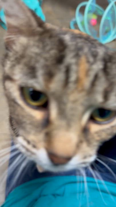 Enlarge Pebbles, a ADOPTABLE Domestic Short Hair in Collierville, TN video 6/6