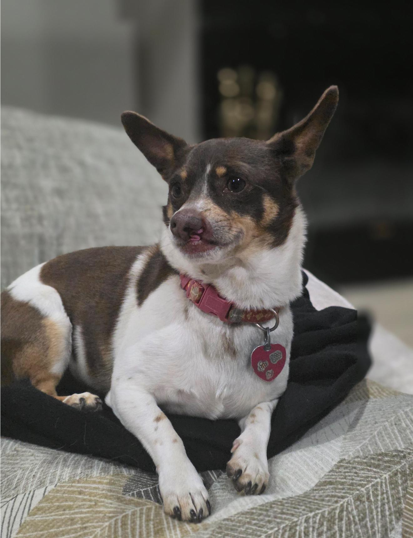 Enlarge Gizmo, a Adoptable mixed breed in Houston, TX image 1/6