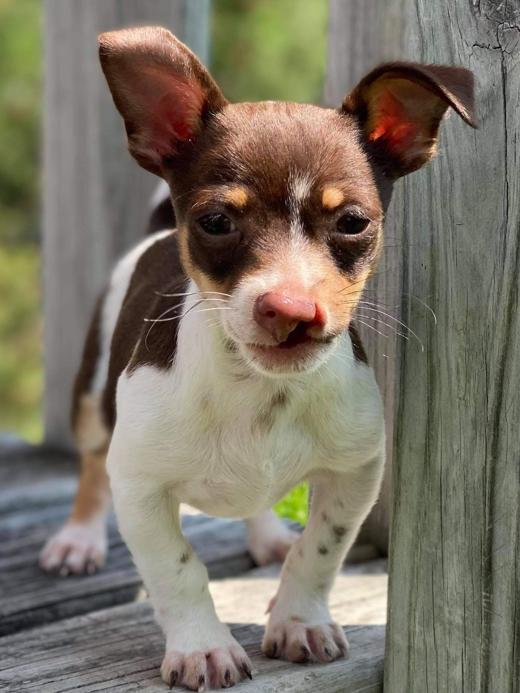 Enlarge Gizmo, a Adoptable mixed breed in Houston, TX image 2/6