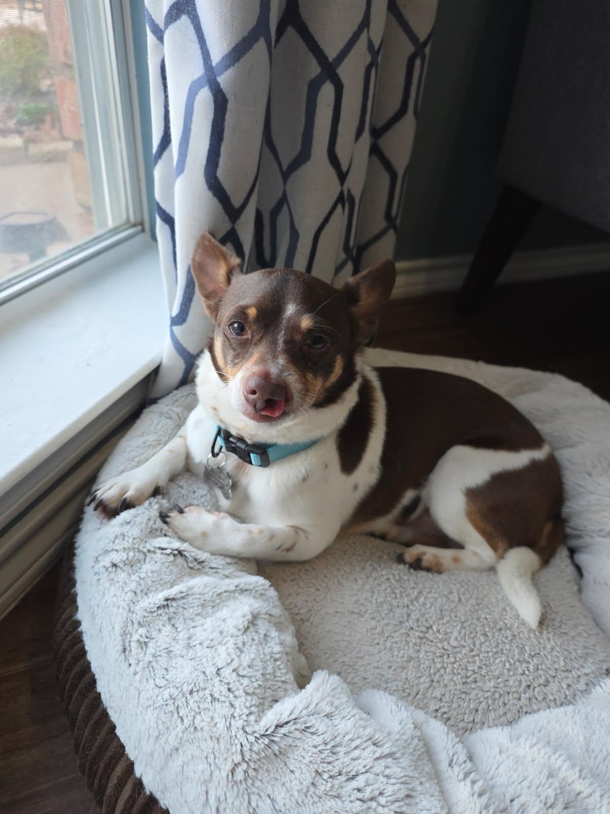 Enlarge Gizmo, a Adoptable mixed breed in Houston, TX image 3/6