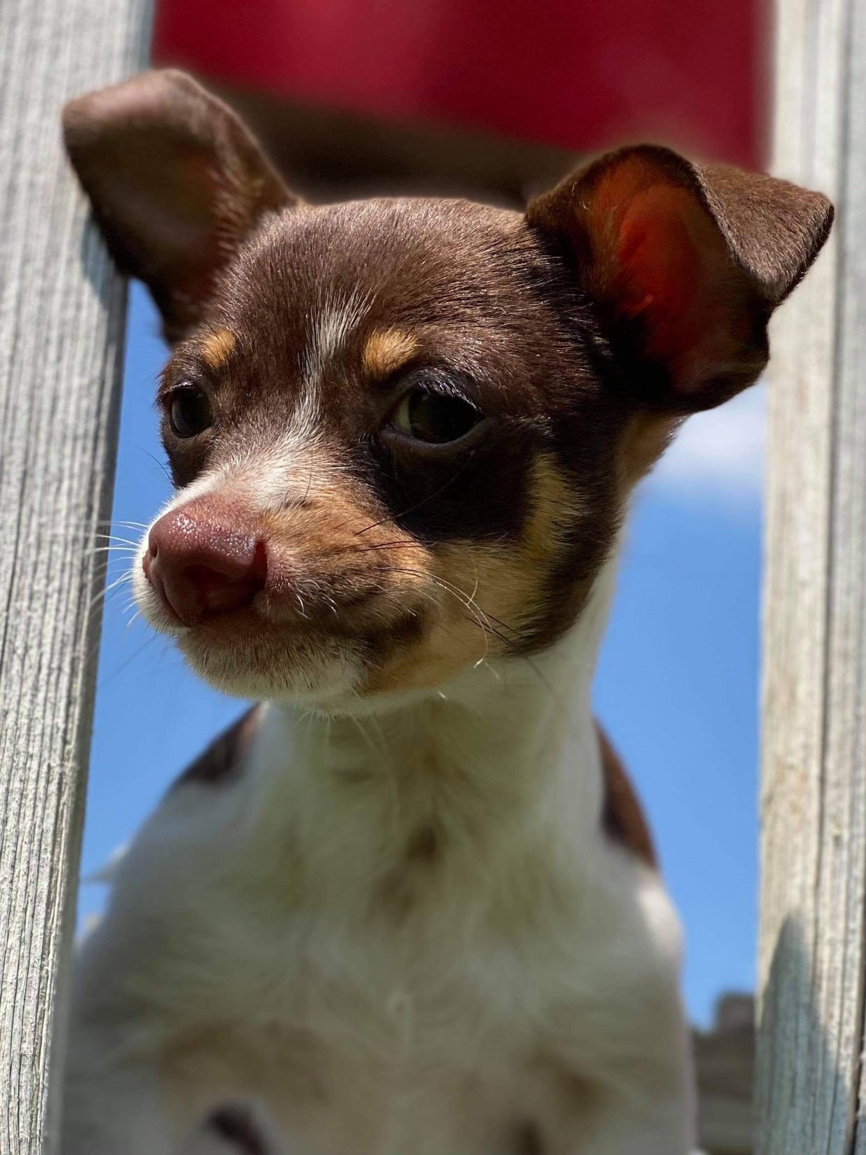 Enlarge Gizmo, a Adoptable mixed breed in Houston, TX image 4/6