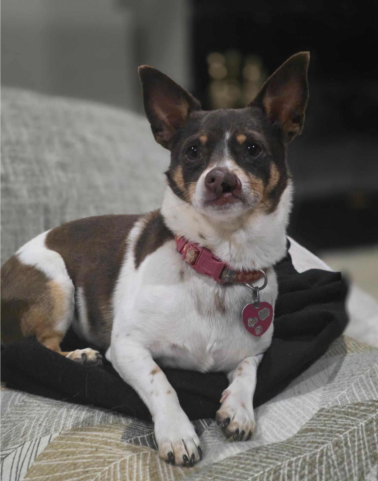 Enlarge Gizmo, a Adoptable mixed breed in Houston, TX image 6/6