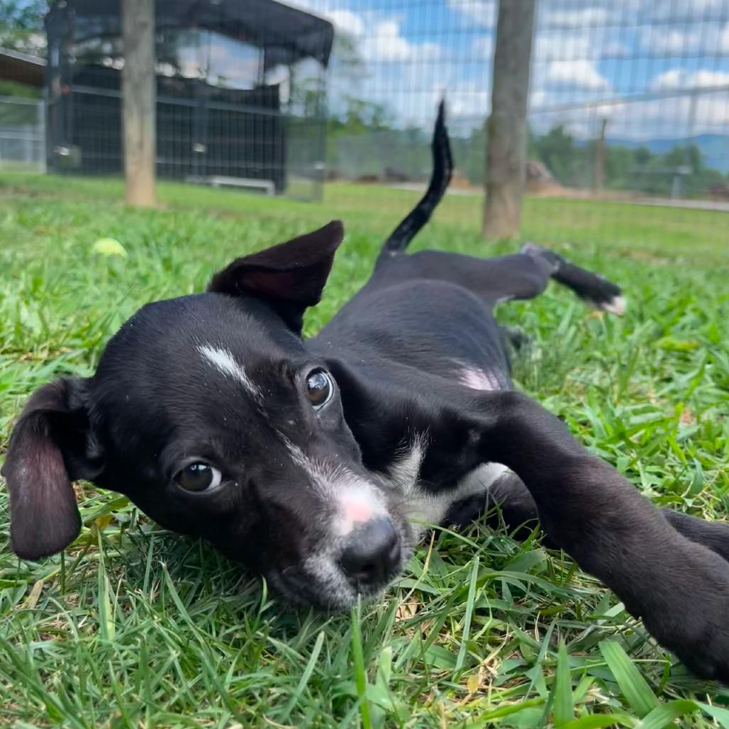 Pinky Pie, Adoptable, Young Female Mixed Breed.