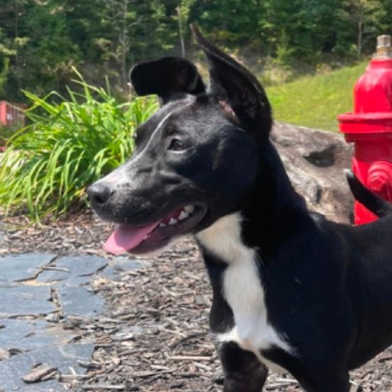 Enlarge Pinky Pie, a Adoptable Mixed Breed in Blairsville, GA image 4/6