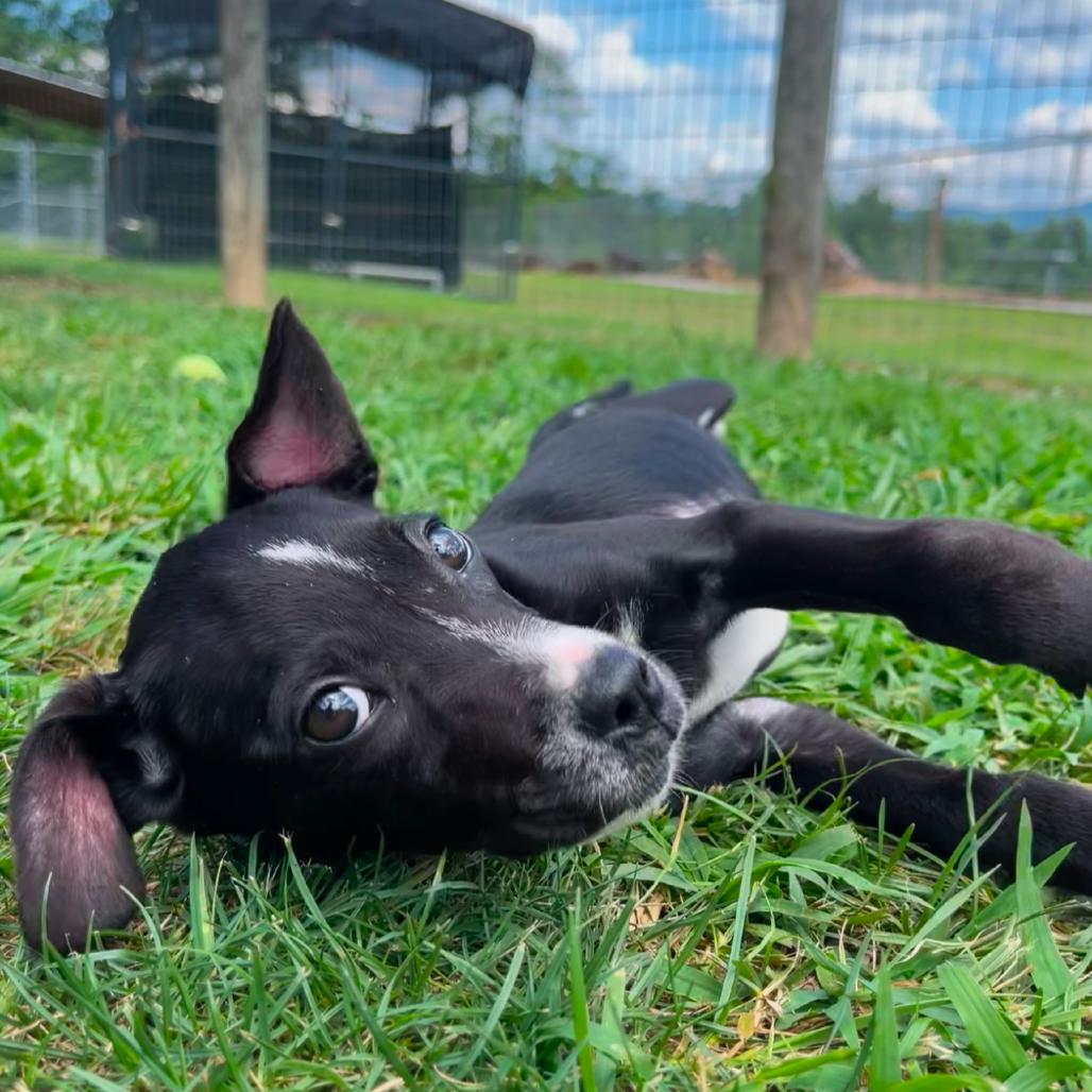 Enlarge Pinky Pie, a Adoptable Mixed Breed in Blairsville, GA image 5/6