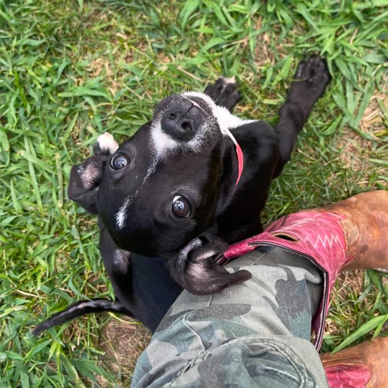 Enlarge Pinky Pie, a Adoptable Mixed Breed in Blairsville, GA image 6/6