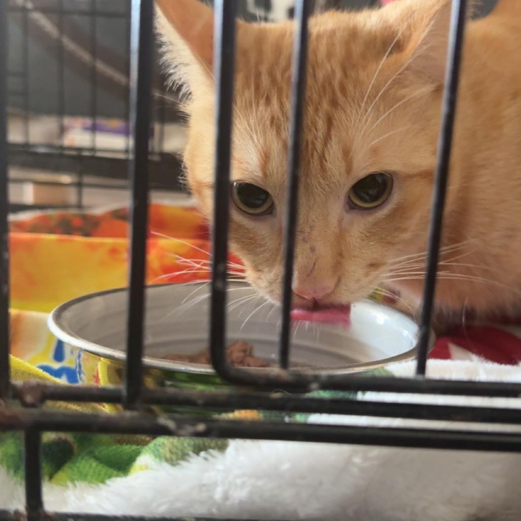 Enlarge Ryder, a Adoptable Domestic Short Hair in Katy, TX image 1/1