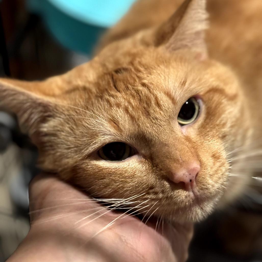 Ryder, Adoptable, Adult Male Domestic Short Hair.