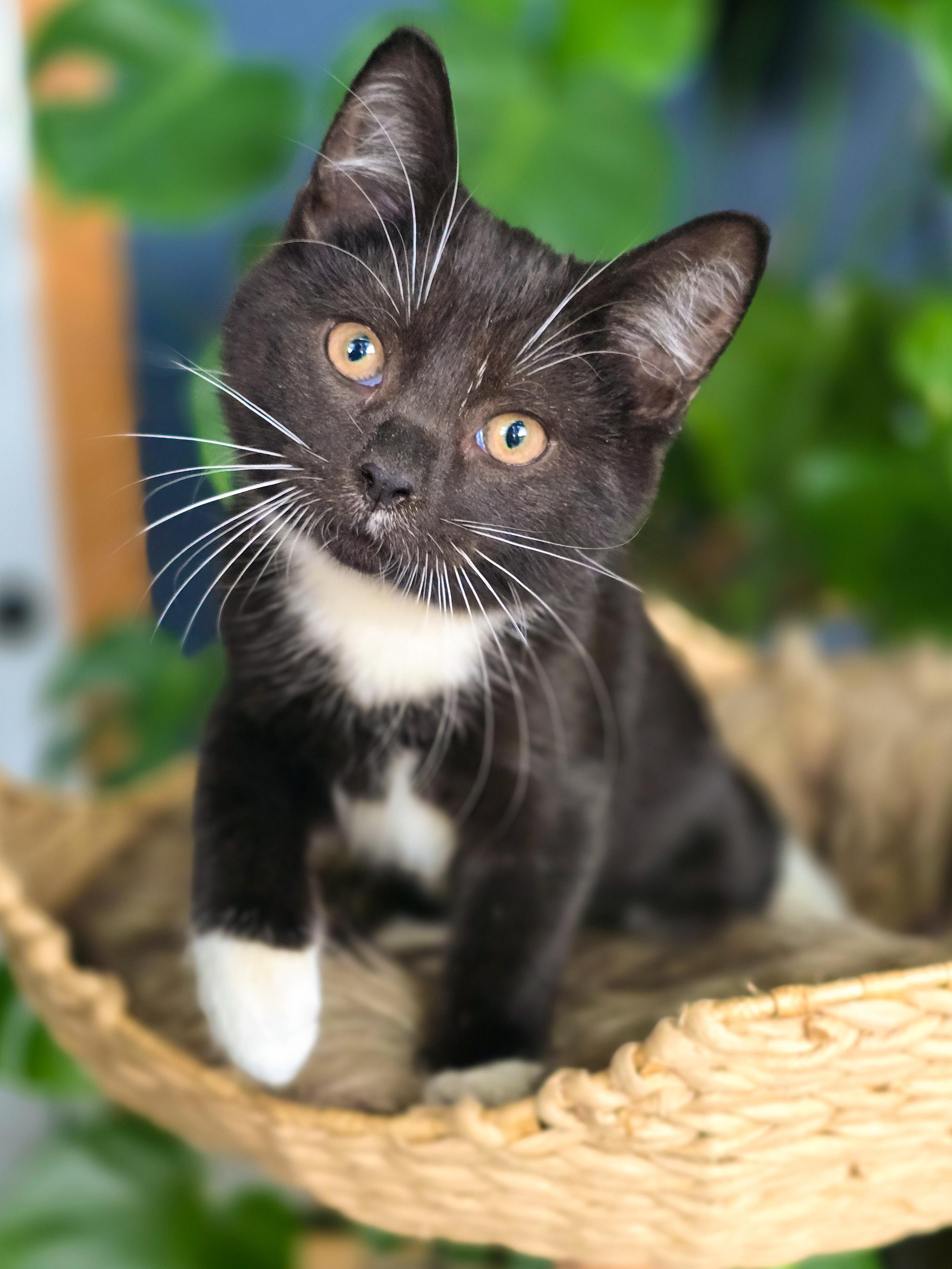 Enlarge Curly, a Adopted Domestic Short Hair in Mullica Hill, NJ image 2/3