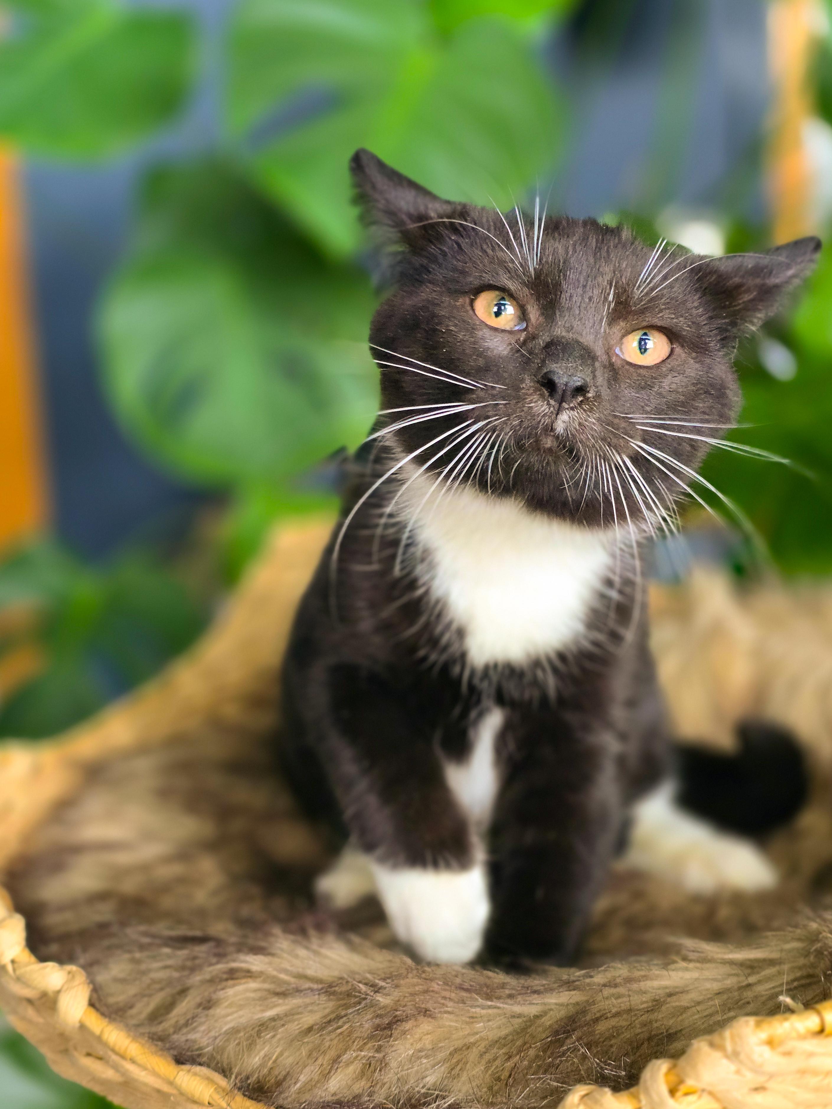 Enlarge Curly, a Adopted Domestic Short Hair in Mullica Hill, NJ image 3/3