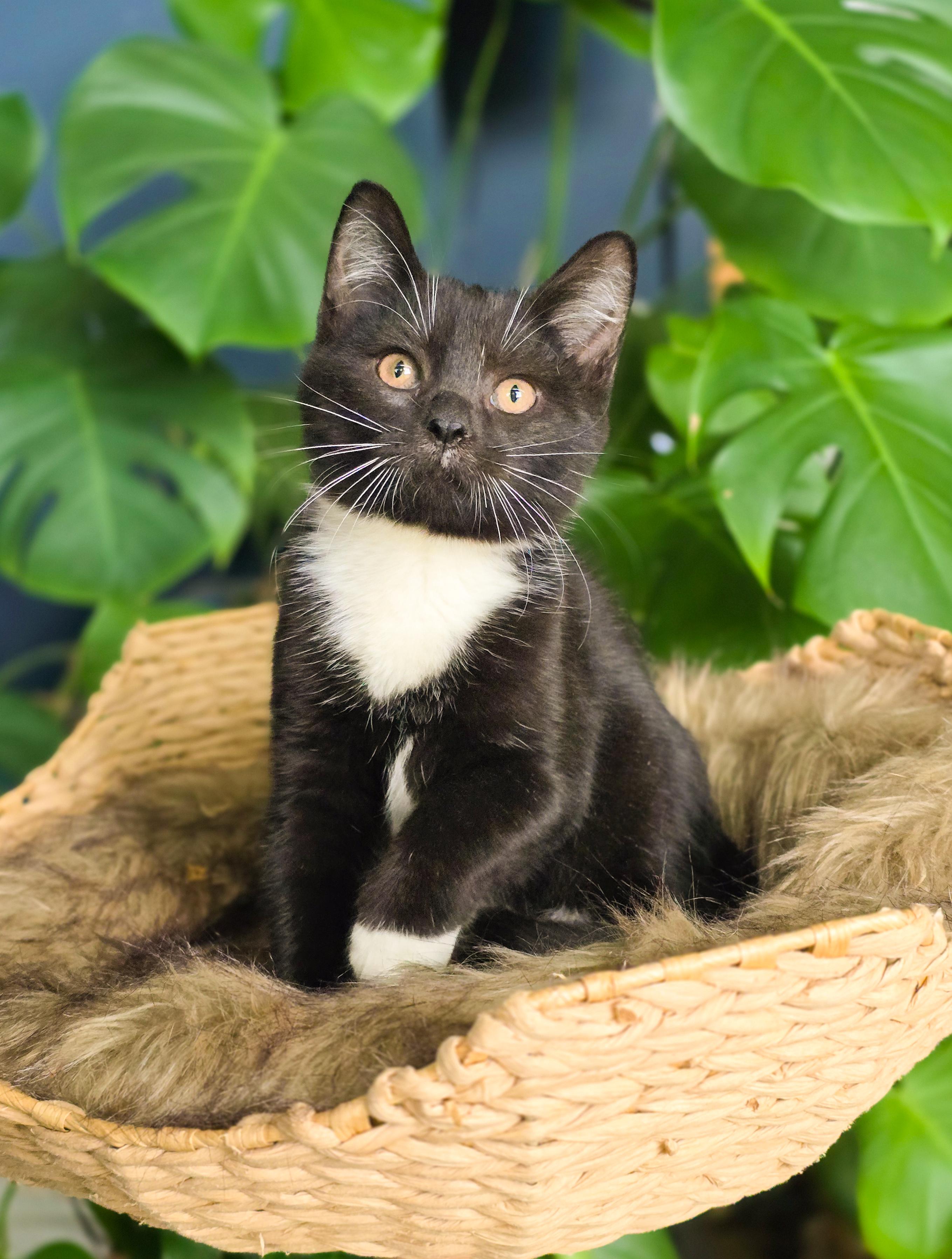 Curly, Adopted, Kitten Male Domestic Short Hair.
