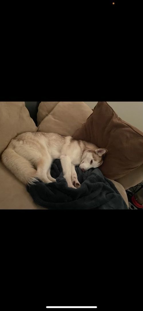 Loki, Adopted, Adult Male Husky.