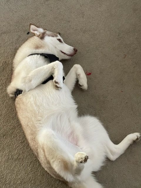 Loki, a Adopted Husky in Rochester, NY image 2/4