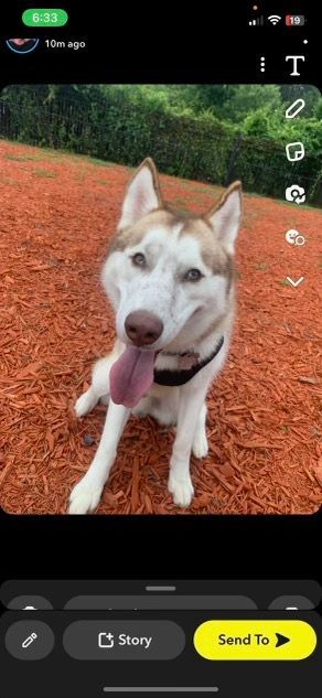 Loki, a Adopted Husky in Rochester, NY image 3/4