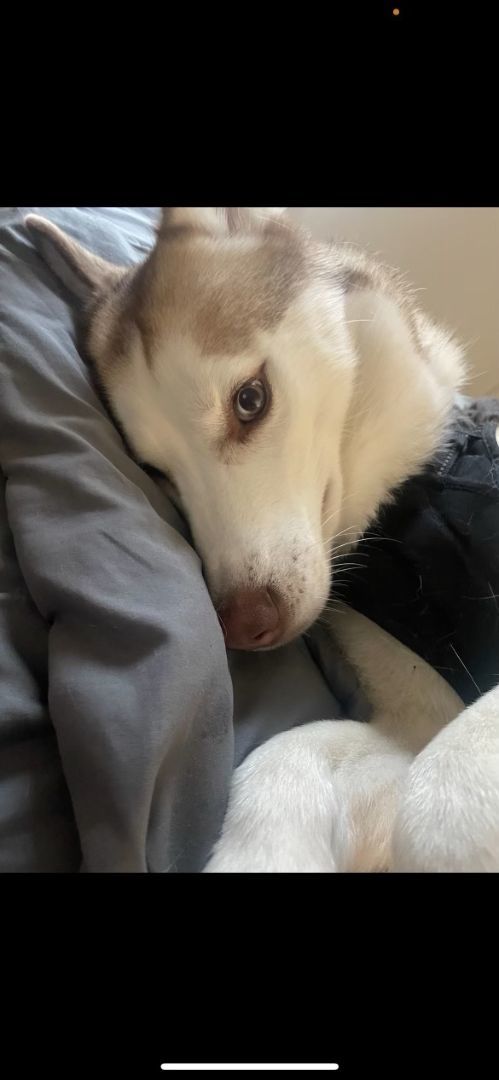 Loki, a Adopted Husky in Rochester, NY image 4/4