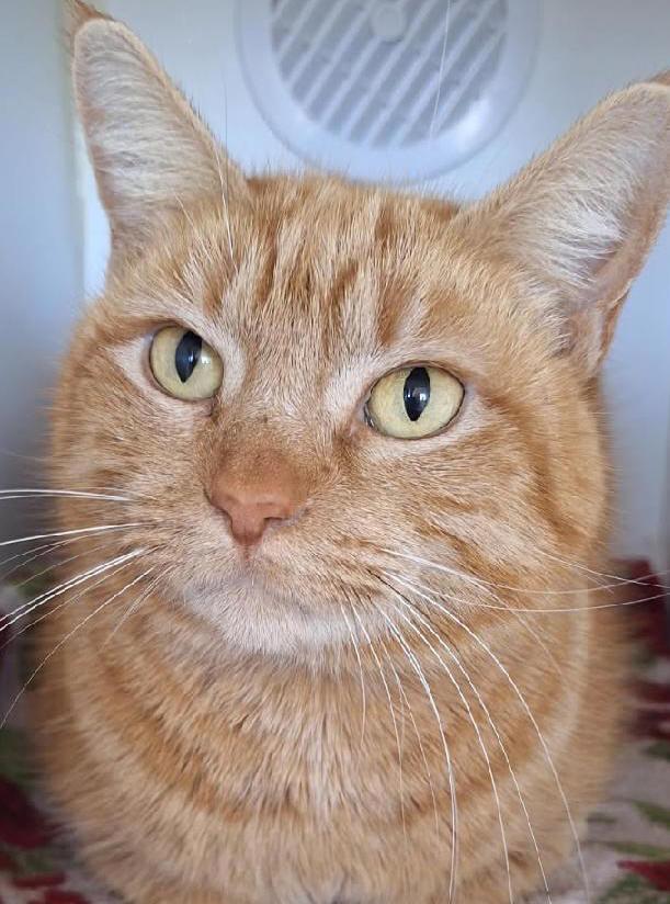Bliss, ADOPTABLE, Adult Female Tabby.