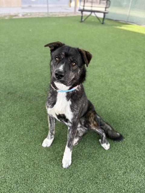 FELIZ, Adoptable, Young Male Akita & Mixed Breed.