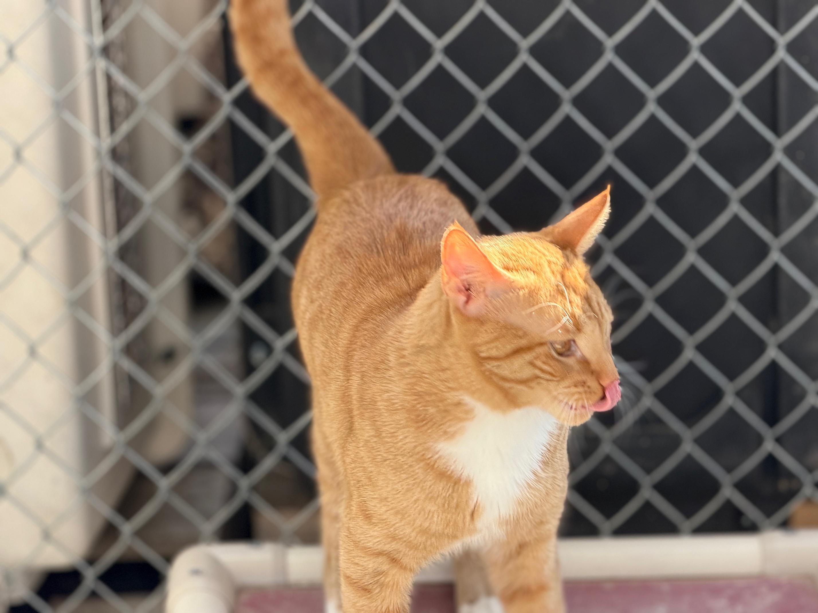Enlarge Percy, an adopted Domestic Short Hair in Gardnerville, NV image 3/6