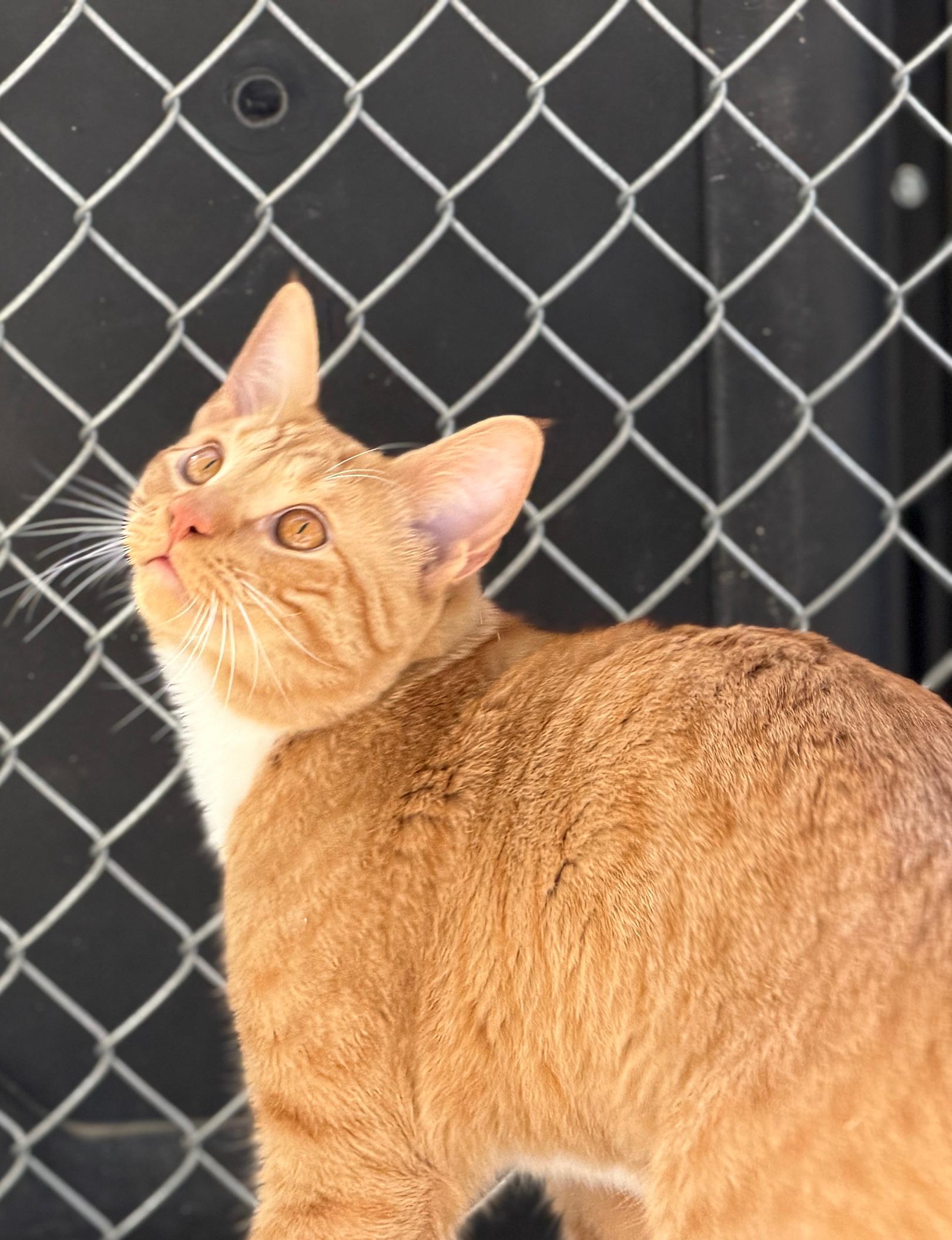Enlarge Percy, an adopted Domestic Short Hair in Gardnerville, NV image 2/6