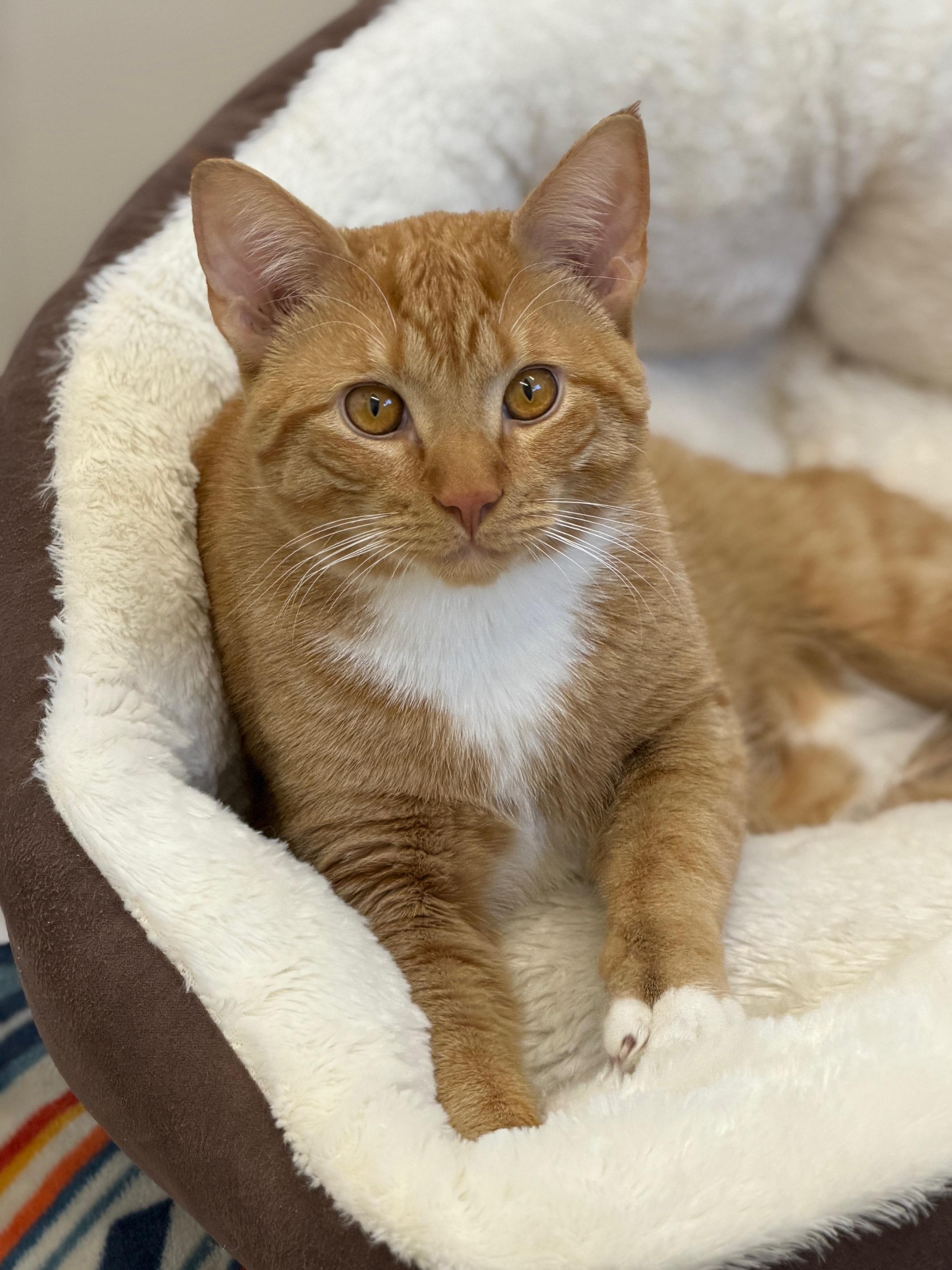 Enlarge Percy, an adopted Domestic Short Hair in Gardnerville, NV image 6/6