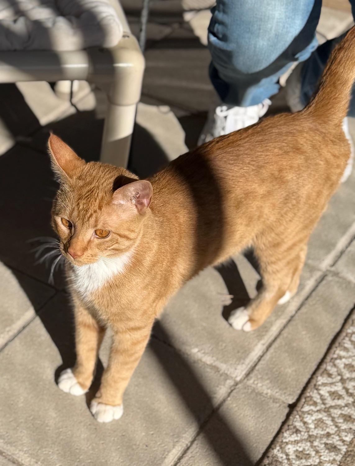 Enlarge Percy, an adopted Domestic Short Hair in Gardnerville, NV image 5/6